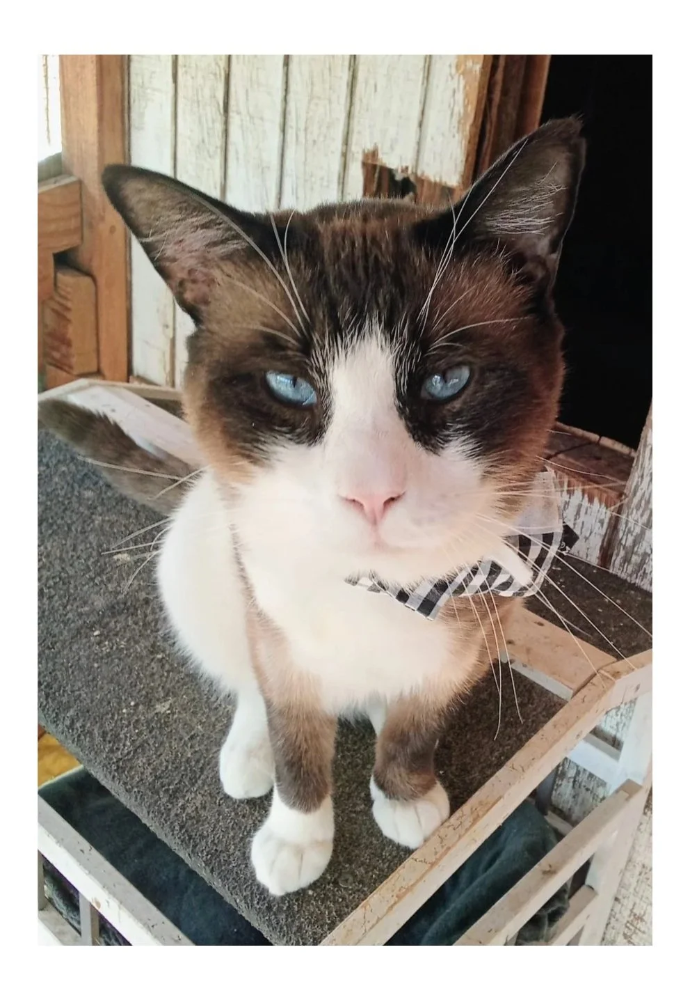 If your own cat has gone missing