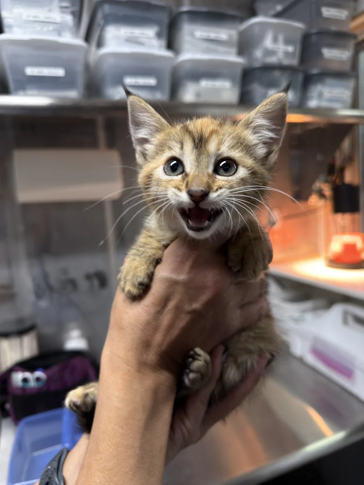 Cat adoption process