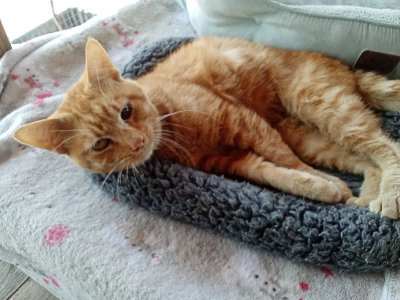 Sierra Pacific Furbabies rescue work