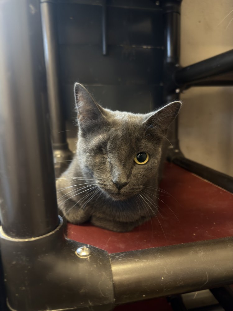 Adoptable cat