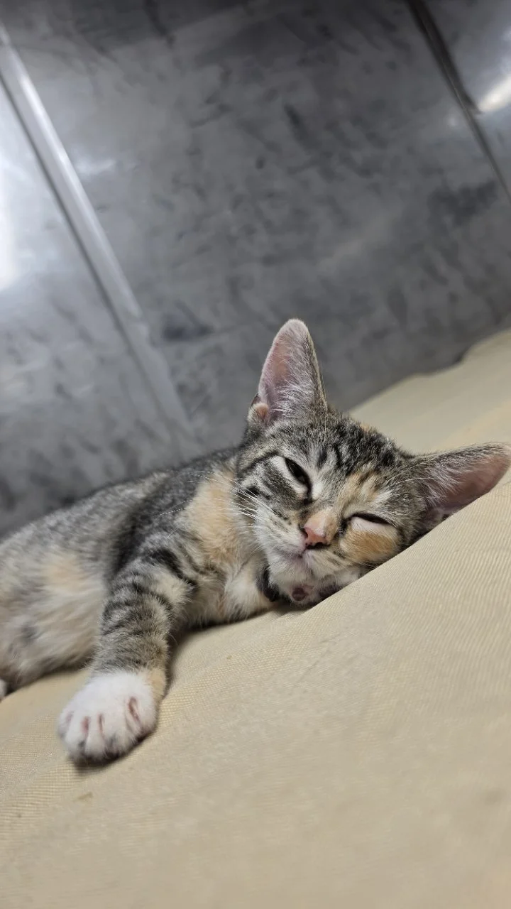 Sleeping rescued kitten