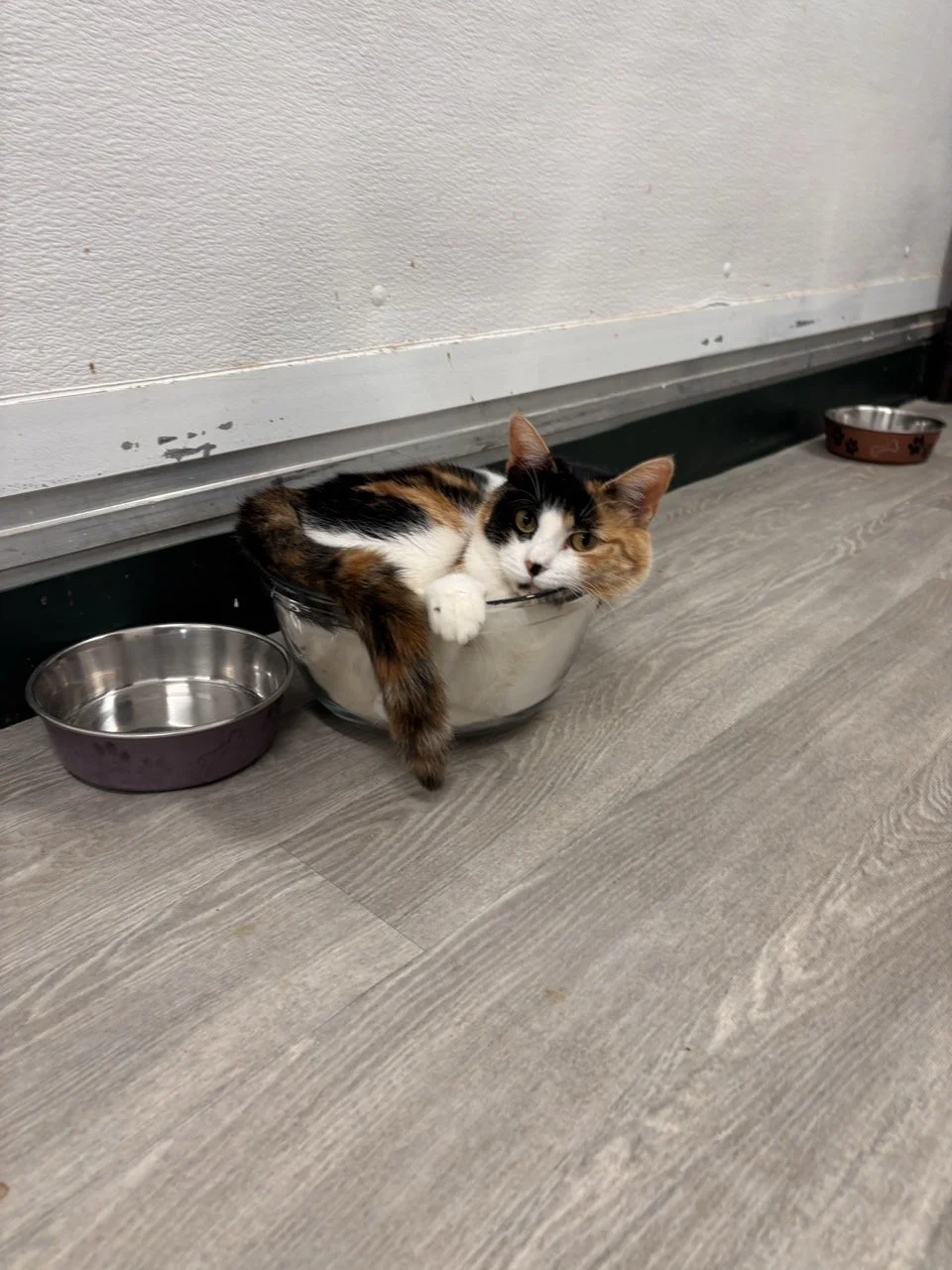 Calico rescue kitten resting in a bowl