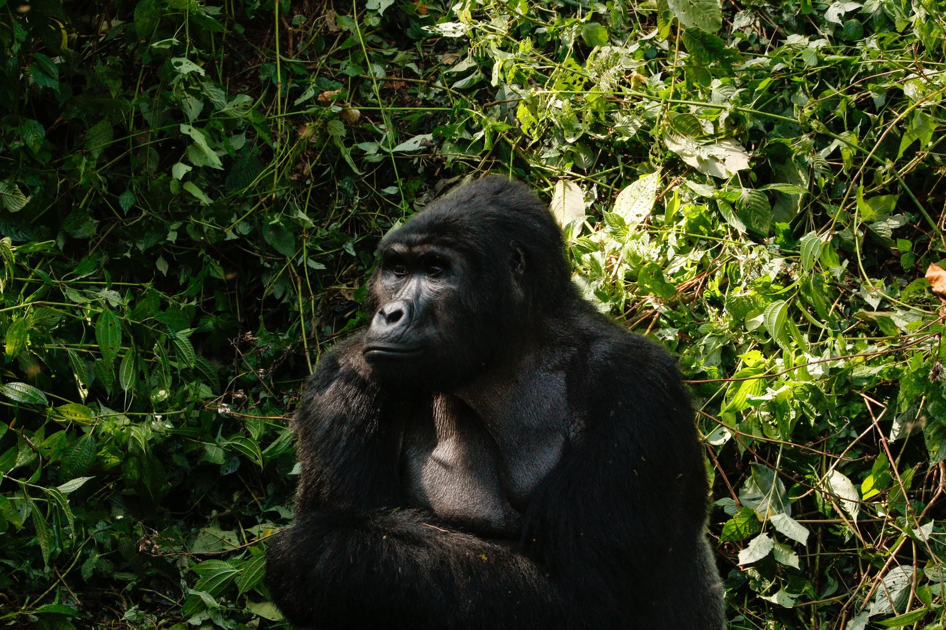 Gorilla trekking permits