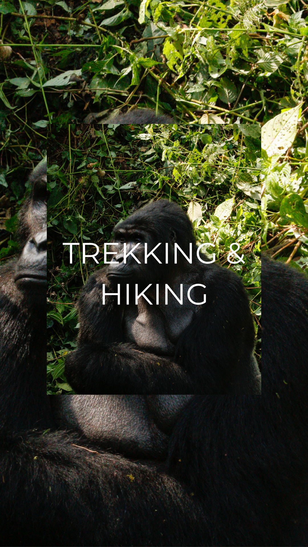 Gorilla trekking in Uganda