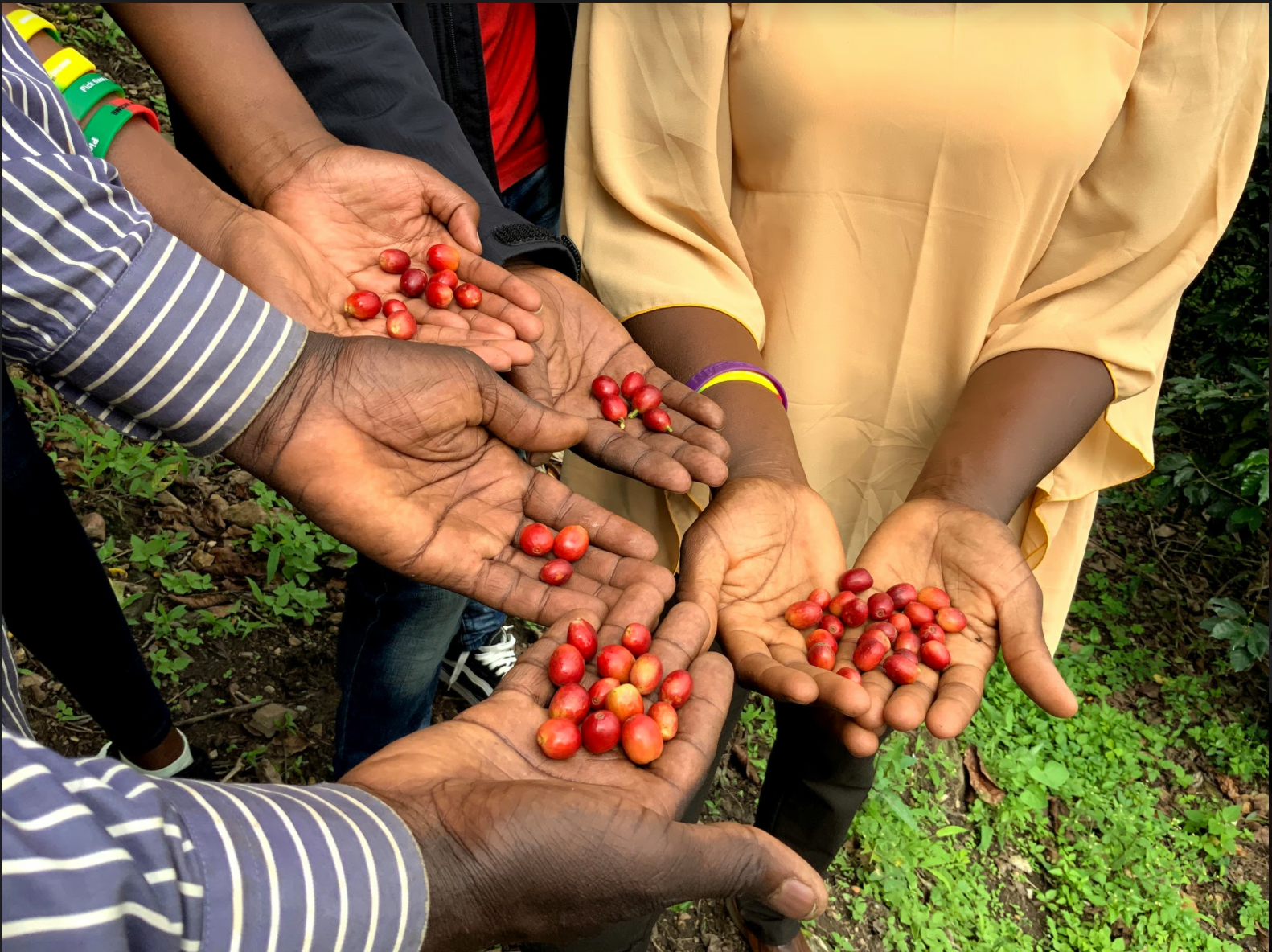 Coffee farming practices in Kisoro Uganda