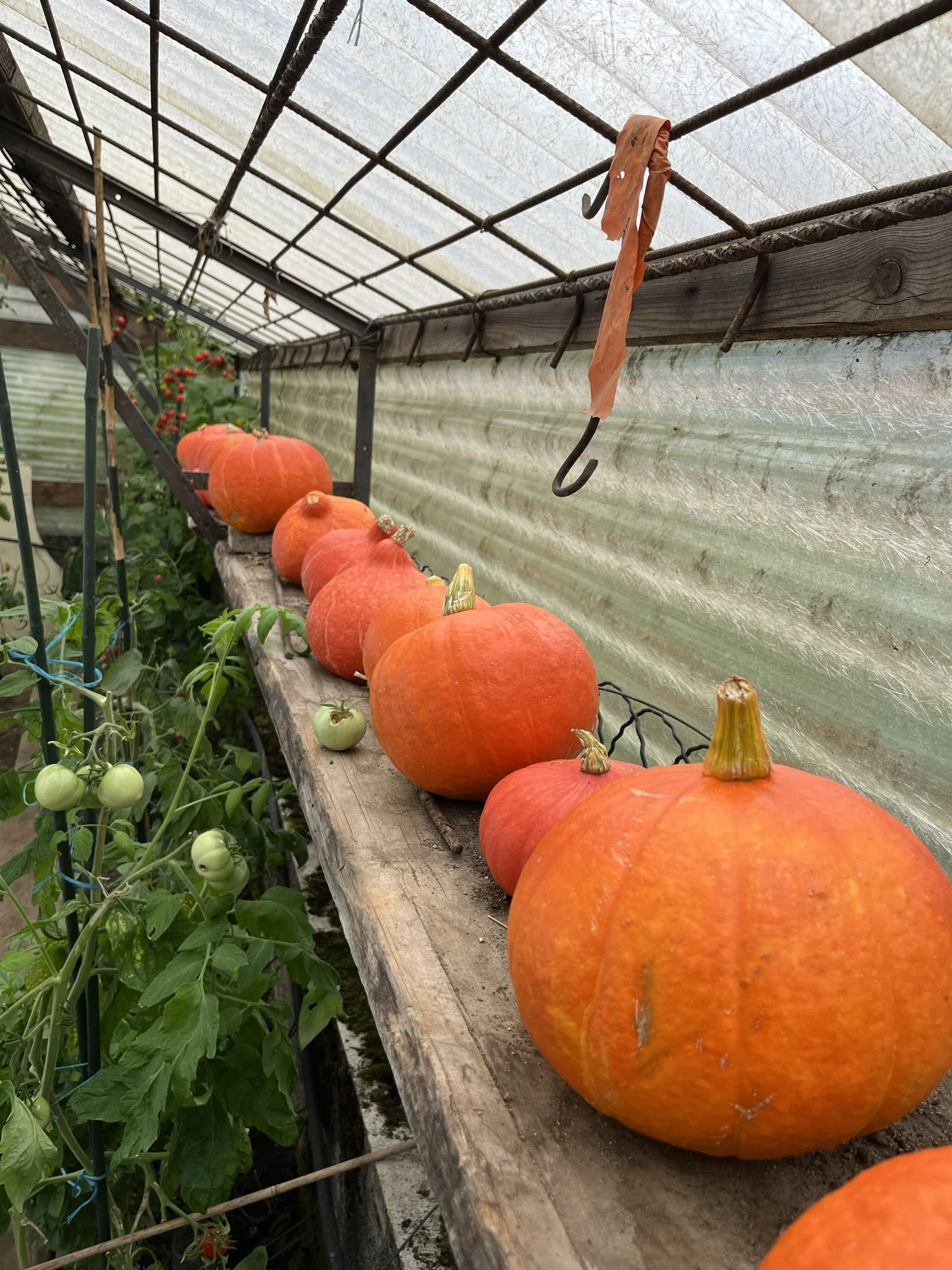 Des citrouilles orange sont alignées sur une étagère en bois dans une serre ou un jardin. À l'arrière, on voit des tomates vertes et des plantes vertes.