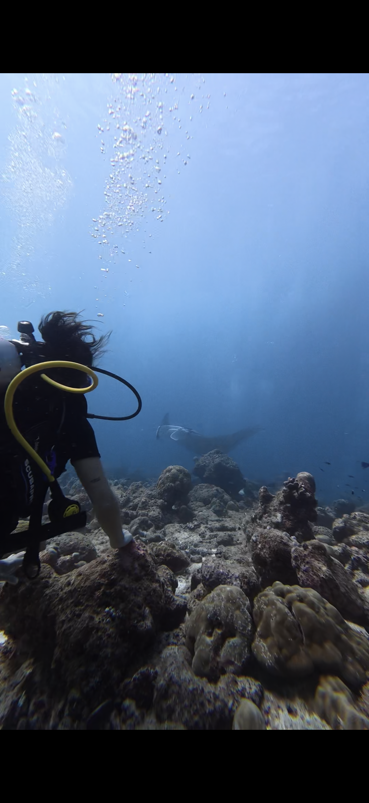 A scuba diver exploring coral reef with a large fish swimming nearby and bubbles floating upward.