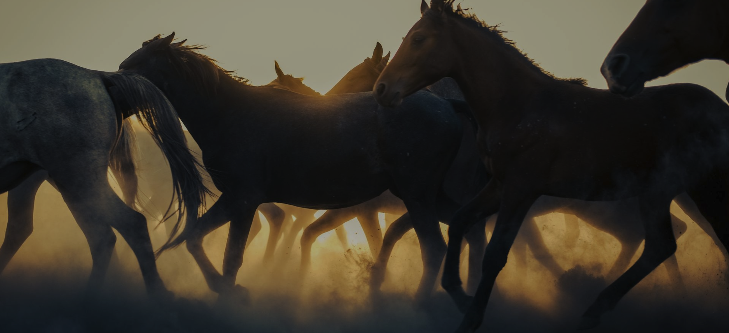 Group of horses running through dust at sunset.