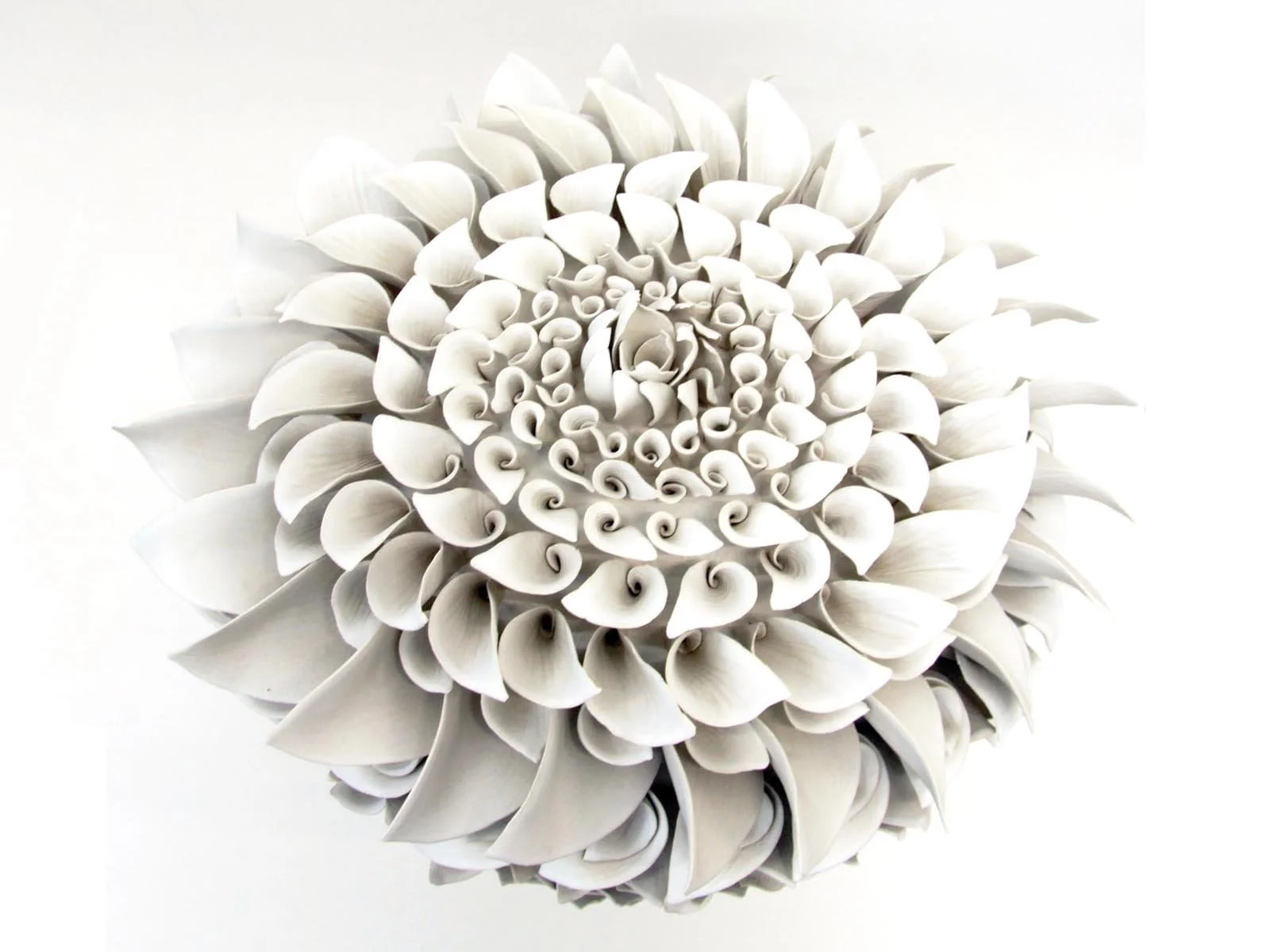 white-seedpod.jpg