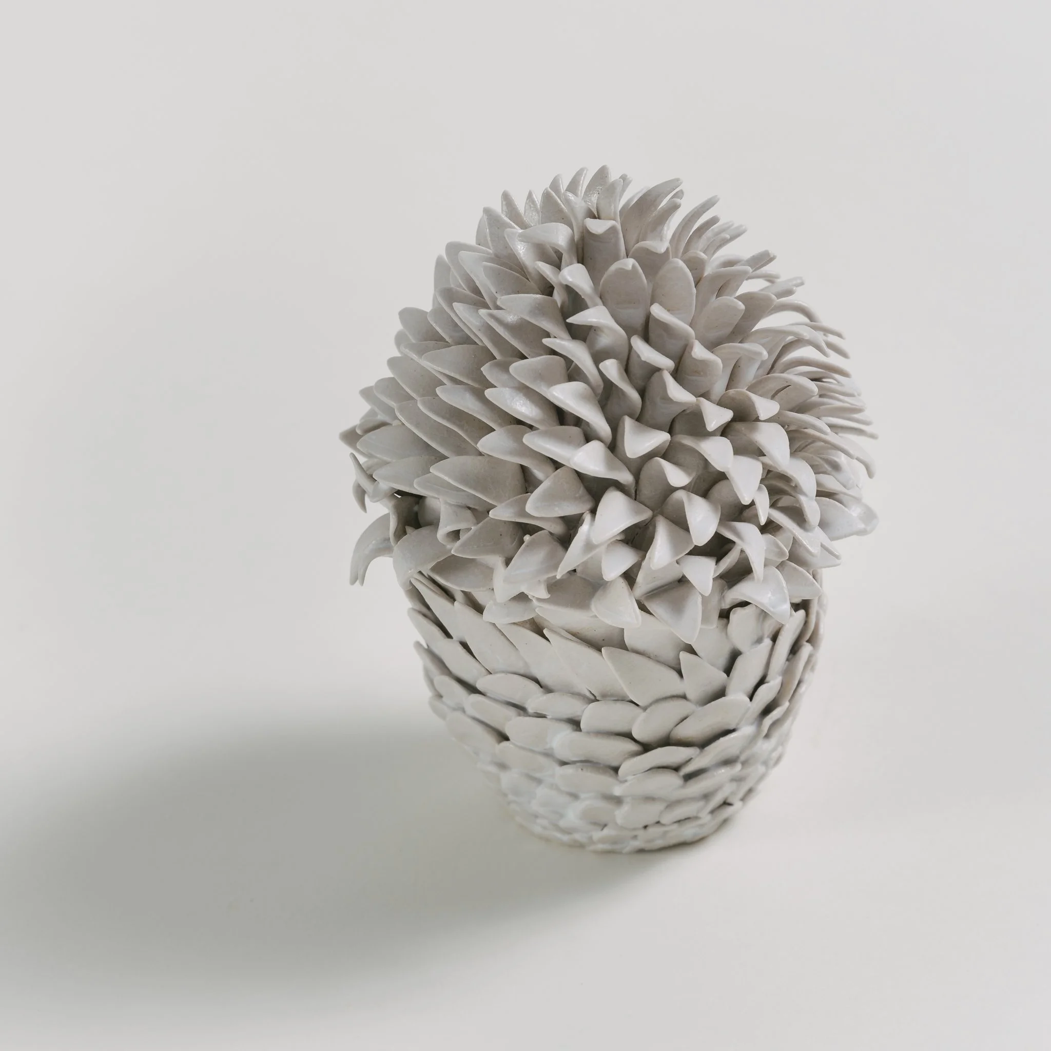 A close-up of a white pine cone against a plain, light background.