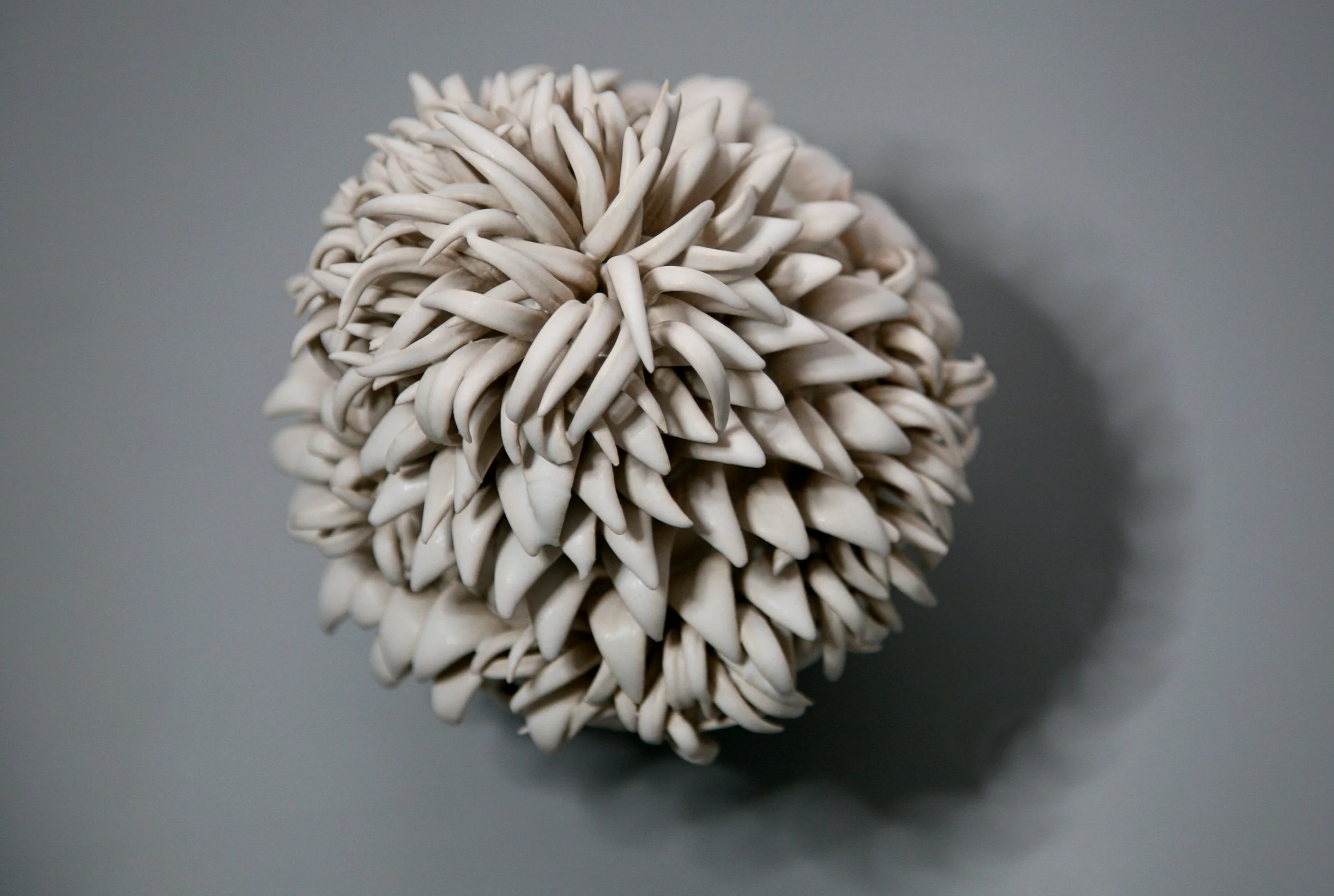 A close-up image of a white or pale-colored sea urchin with numerous long, pointed spines, set against a plain, neutral background.