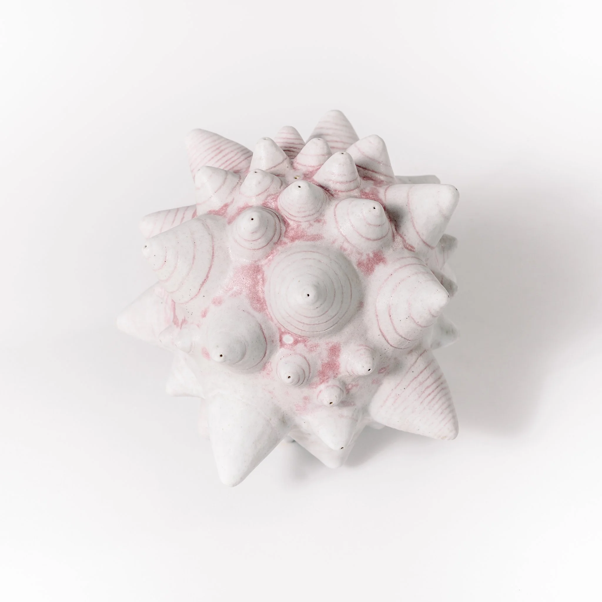 A close-up of a white starfish with pinkish lines and bumps on its arms, positioned against a plain white background.