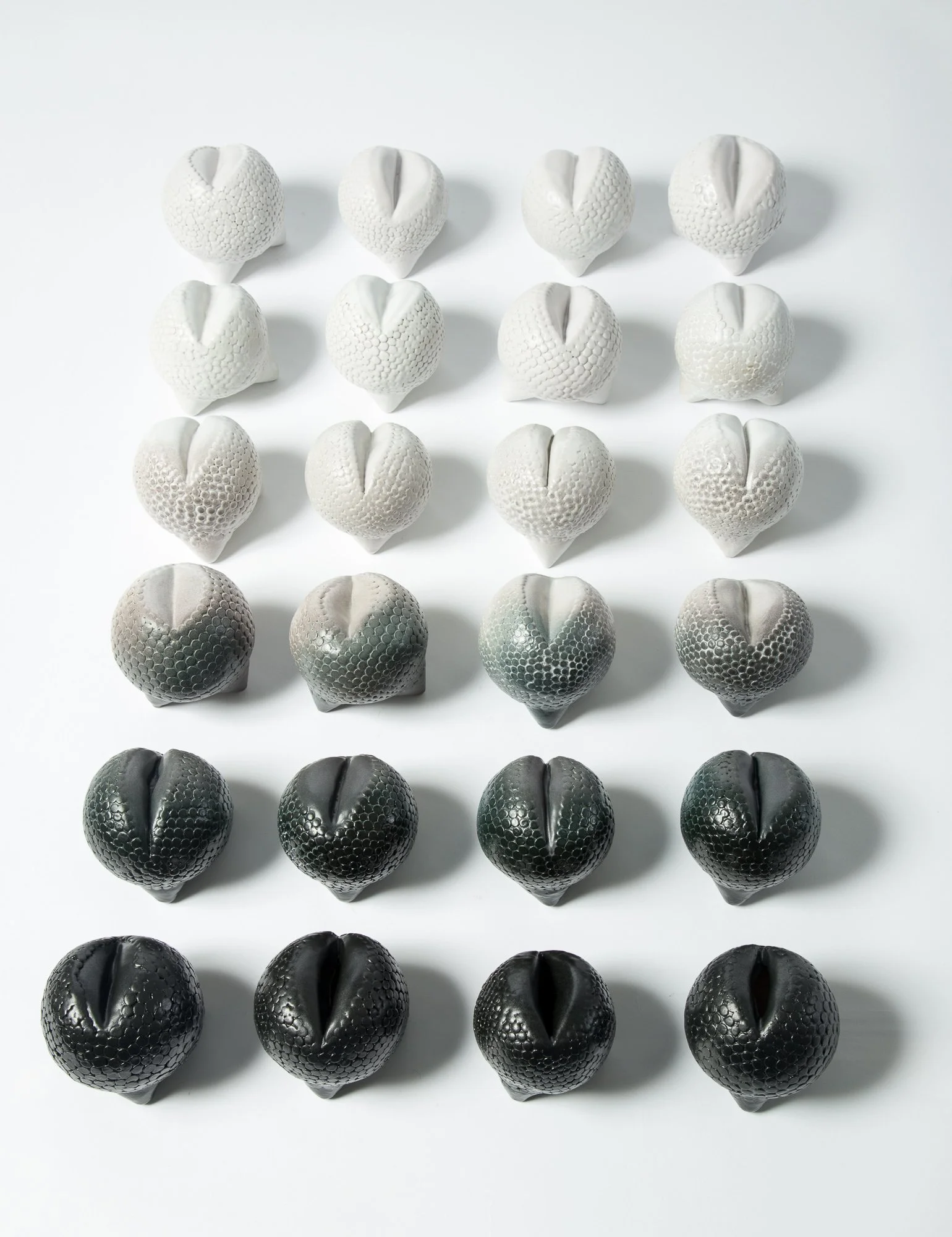 Multiple white and black seashells arranged in a grid pattern on a white background.