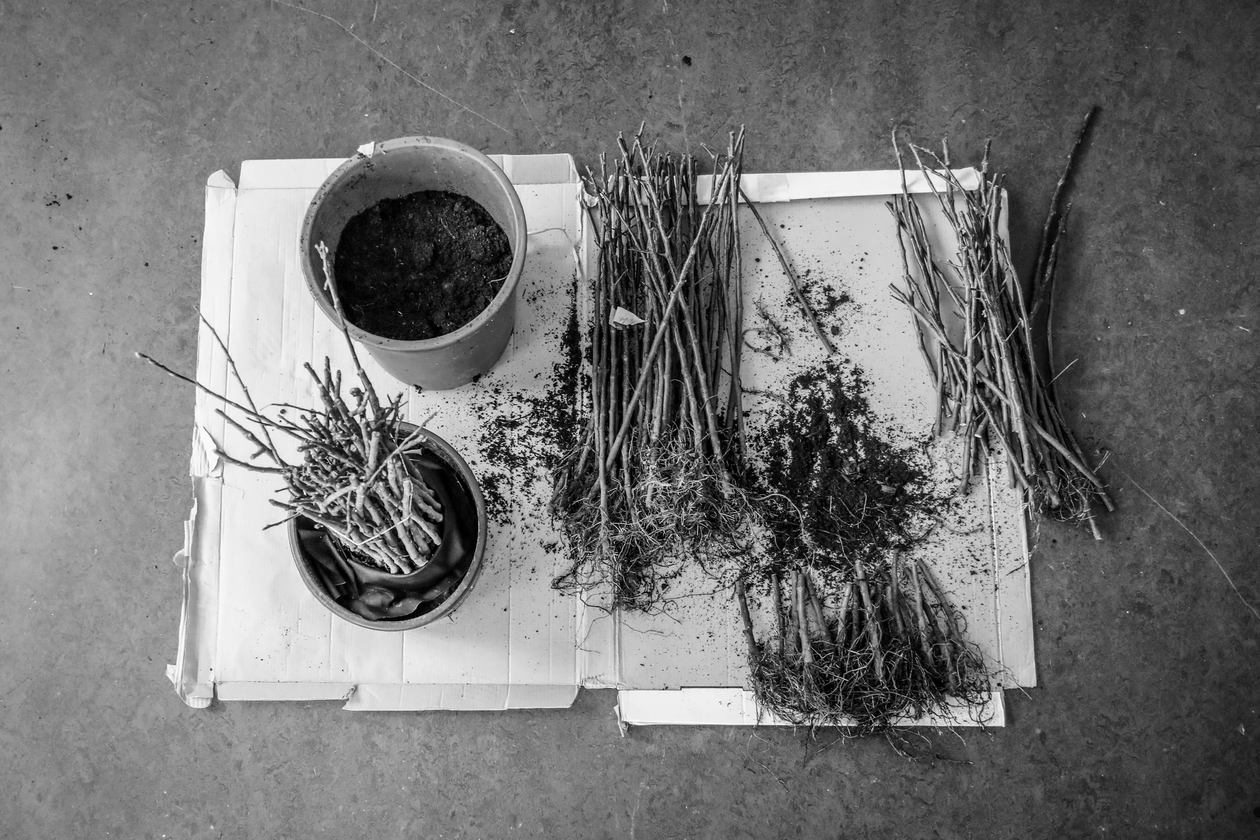 HARD GRAFT (A most favourable soil).jpg