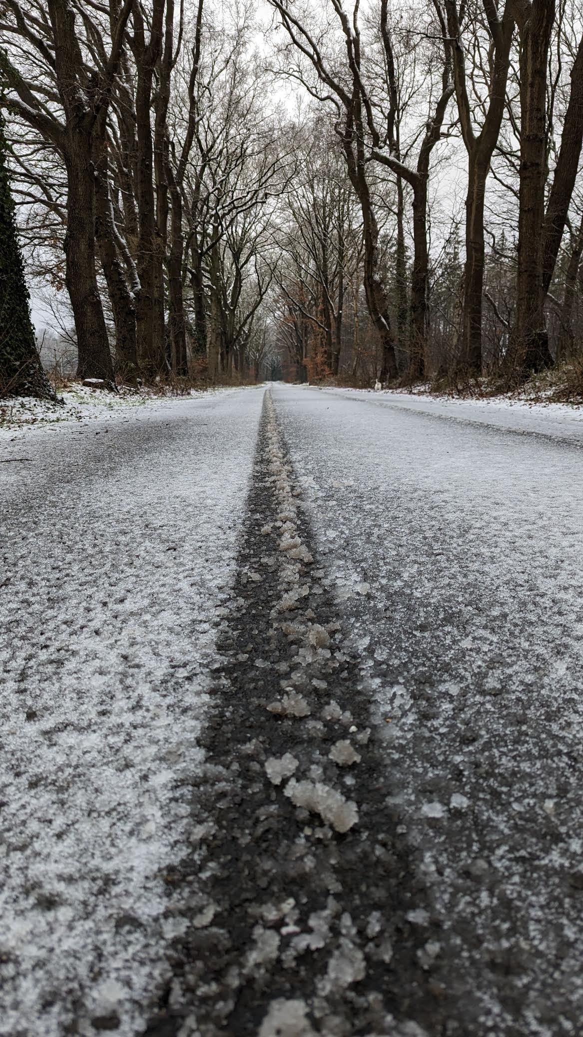 A snowy, icy road flanked by leafless trees on both sides during overcast weather.