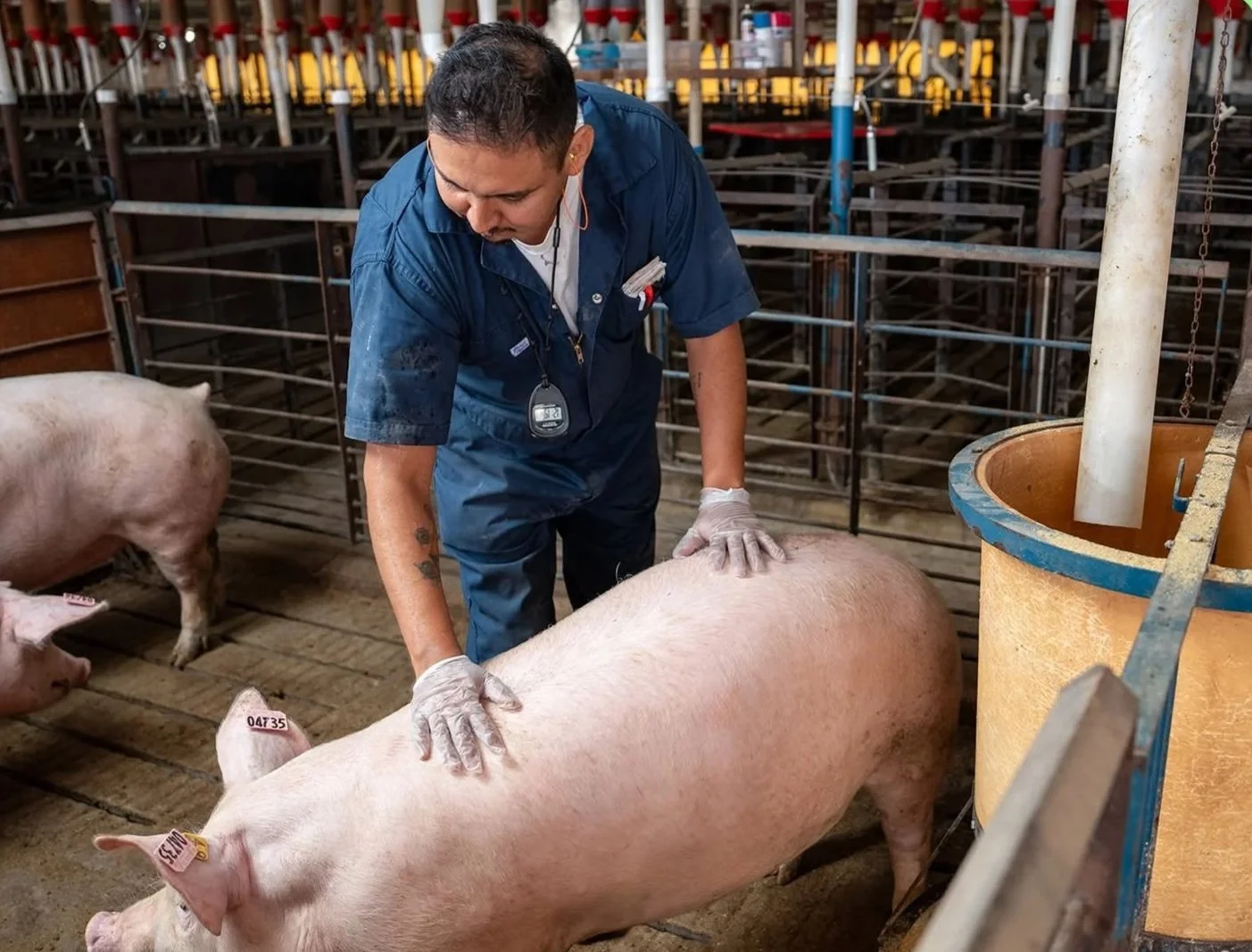 A person wearing a blue uniform and gloves tending to a large pig in a pig pen.