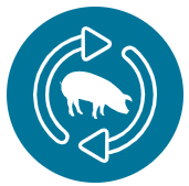 Icon of a pig with arrows indicating rotation