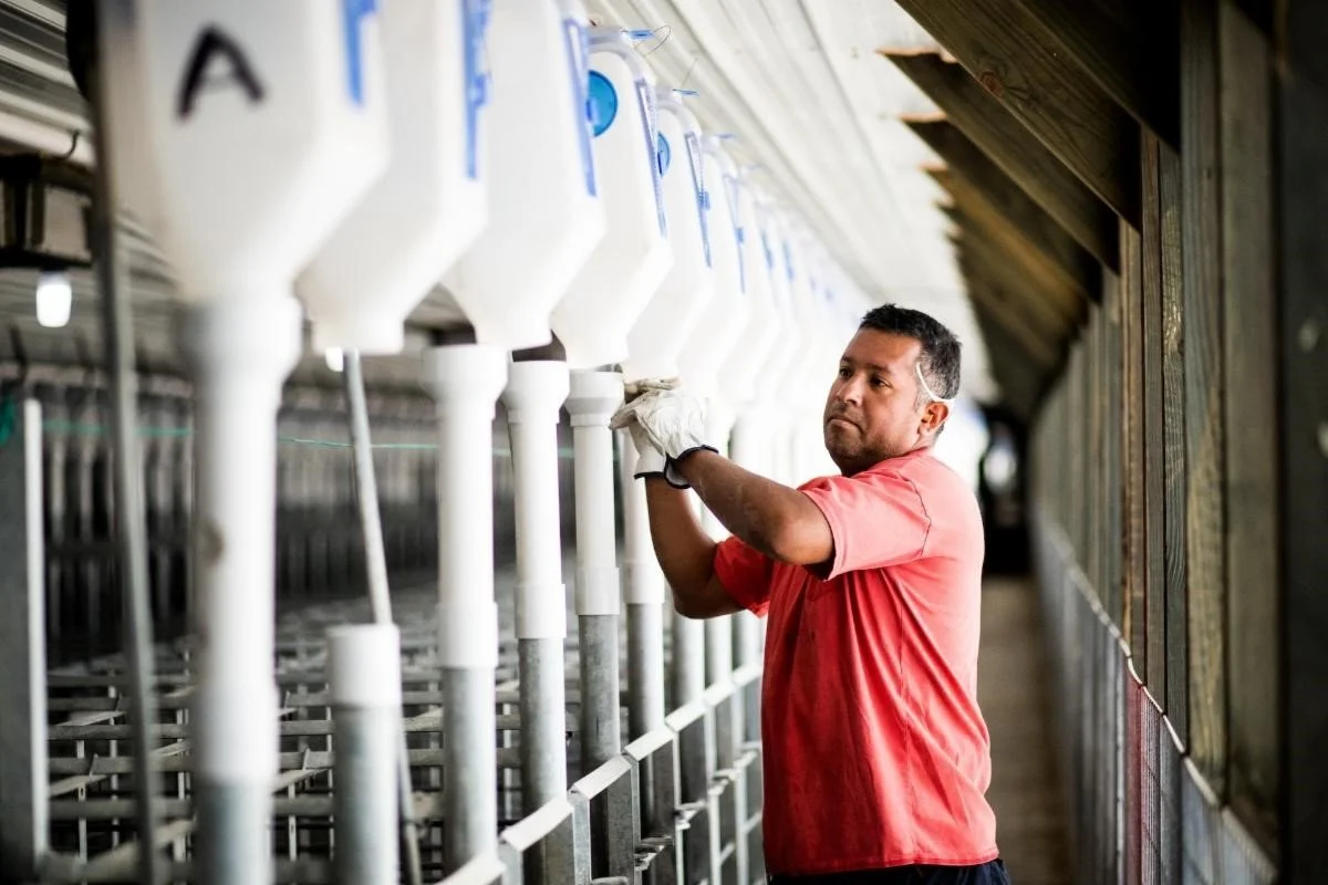 A man in a red shirt and white gloves working with milk bottles in a dairy or milking facility.
