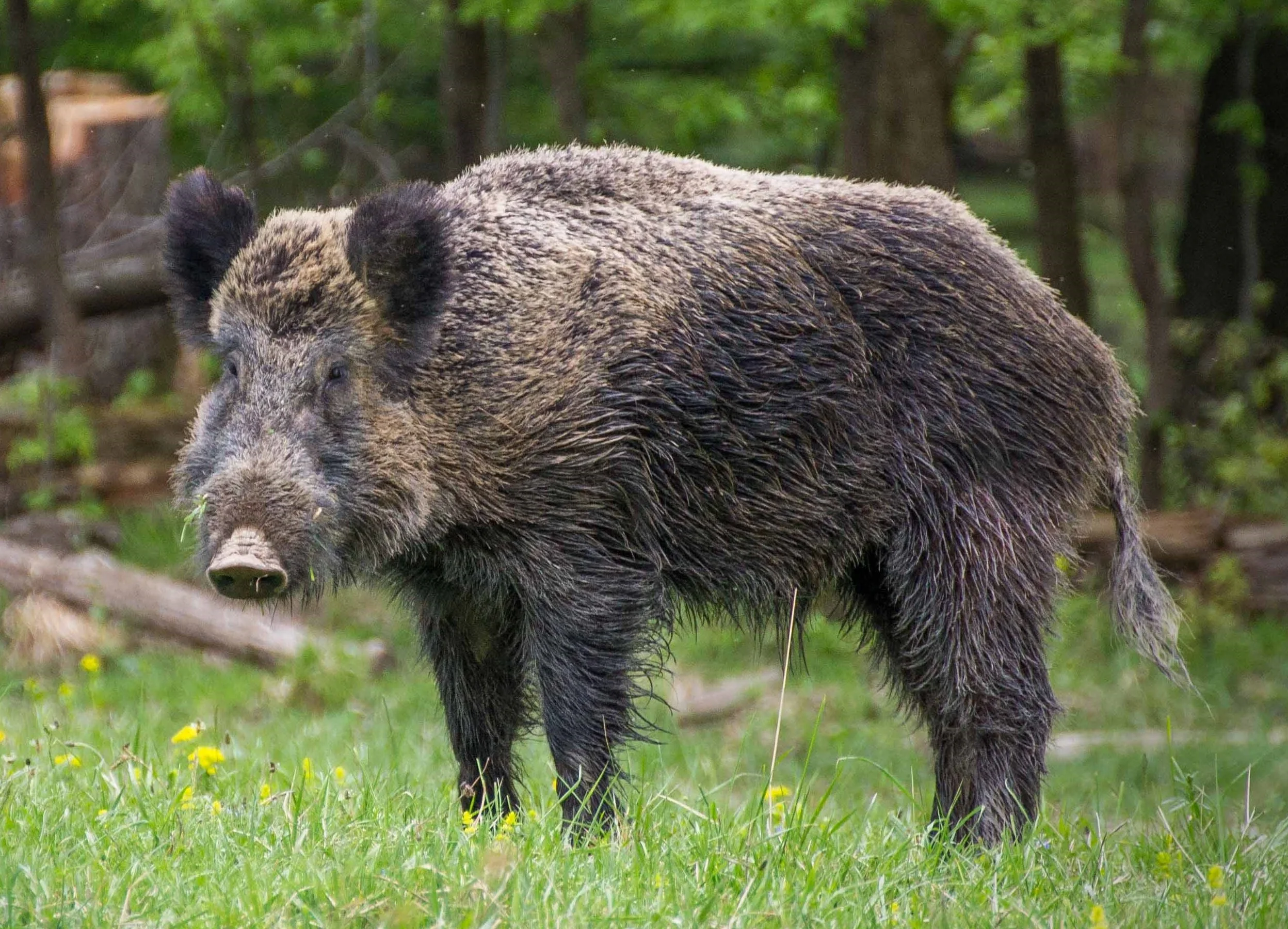  FREE Feral Hog Management in Spiro and Smithville