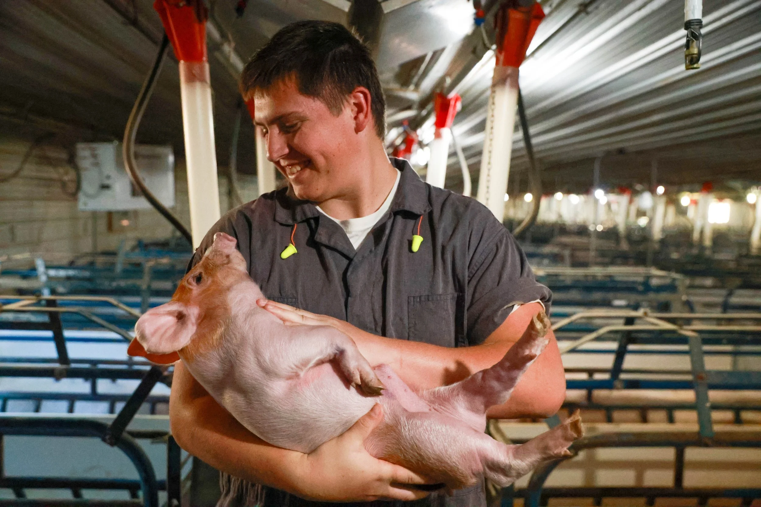 A man holding a piglet in a barn or animal farm setting.