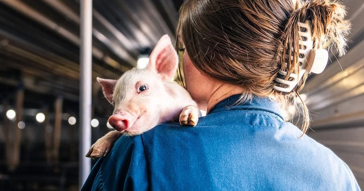 A woman in blue is holding a piglet on her shoulder in an indoor setting, possibly a barn or farm environment.