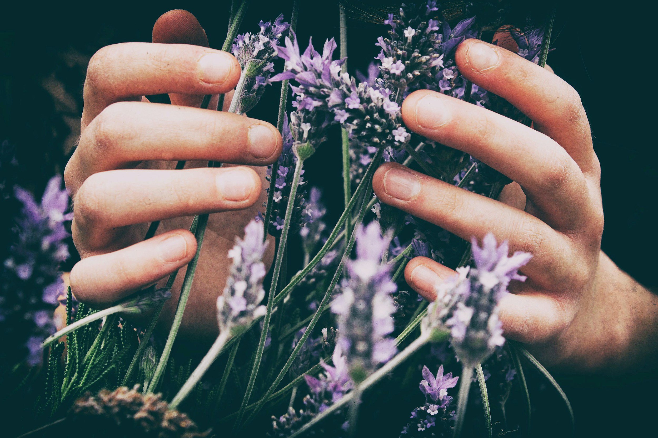 Close-up of two hands gently holding purple lavender flowers among other lavender plants.