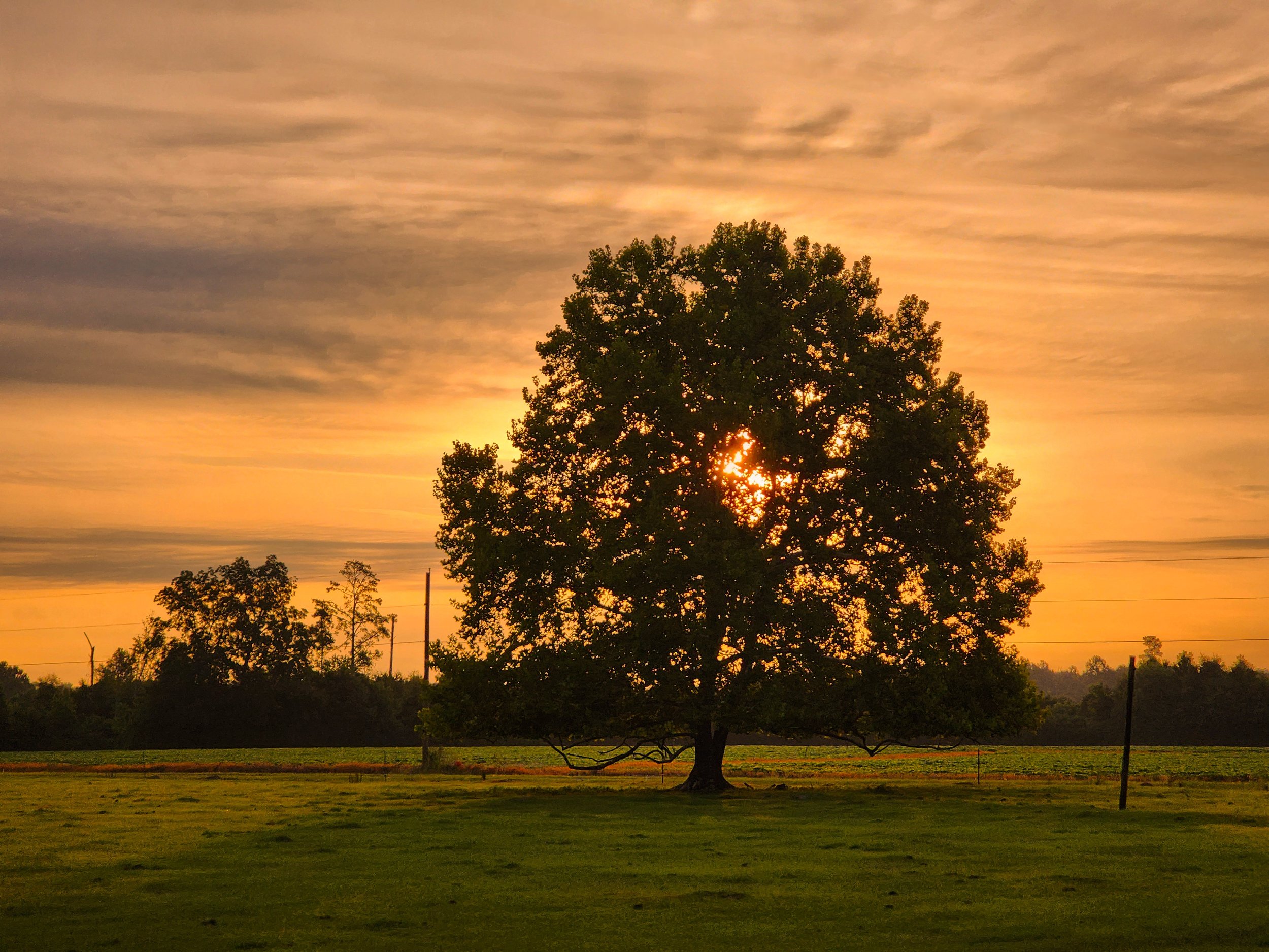 Country Morning (Digital Download)