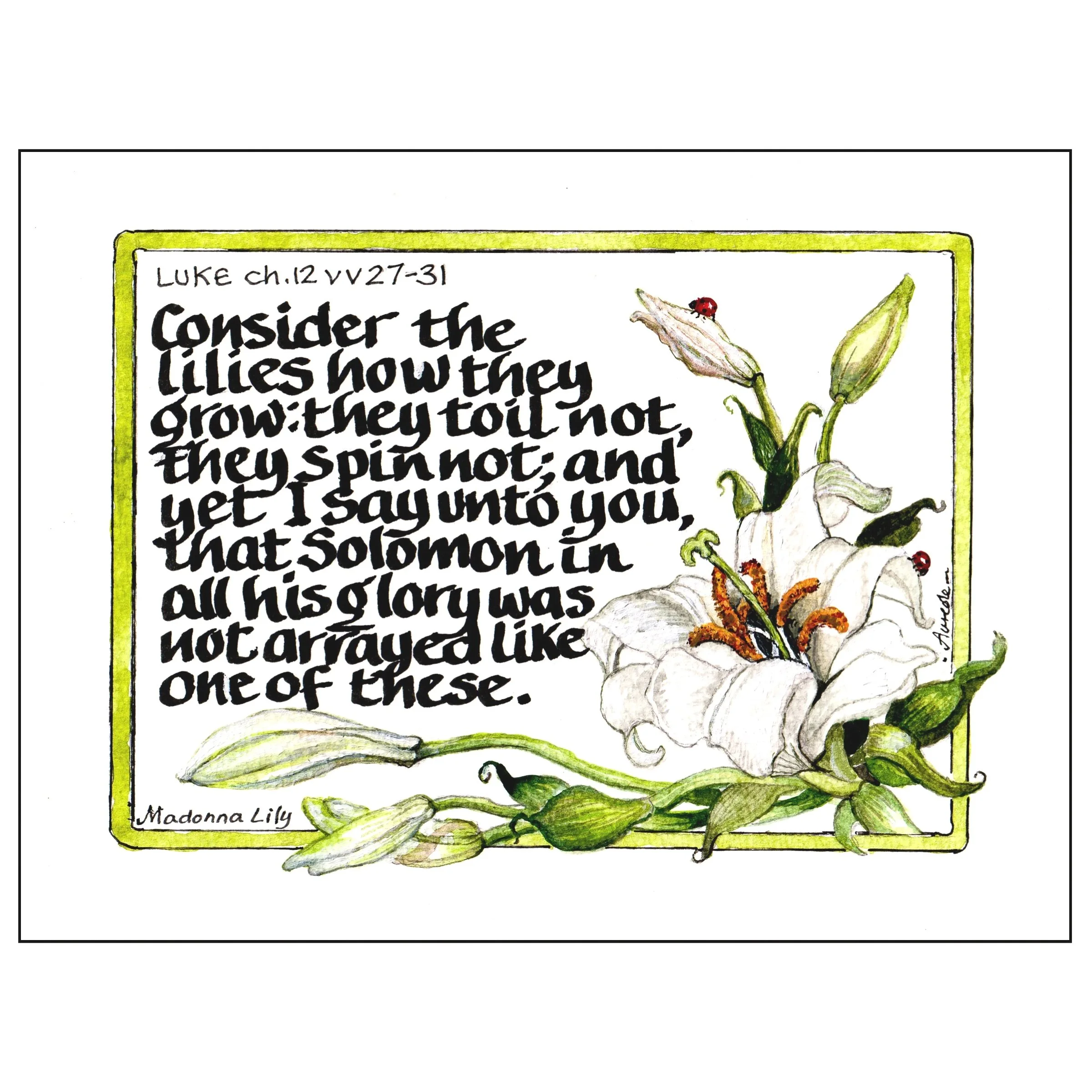 Consider the lilies