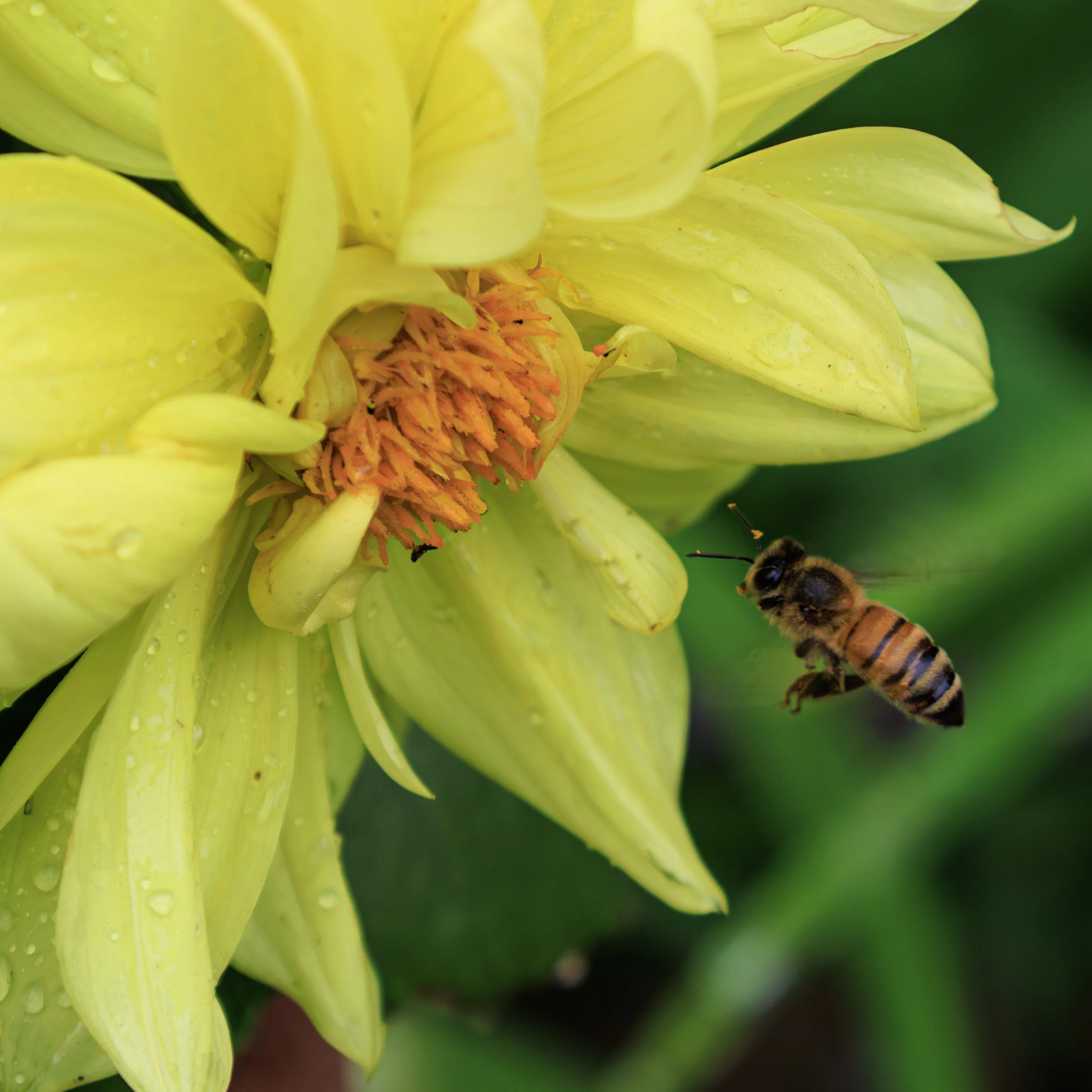 bee-1.jpg