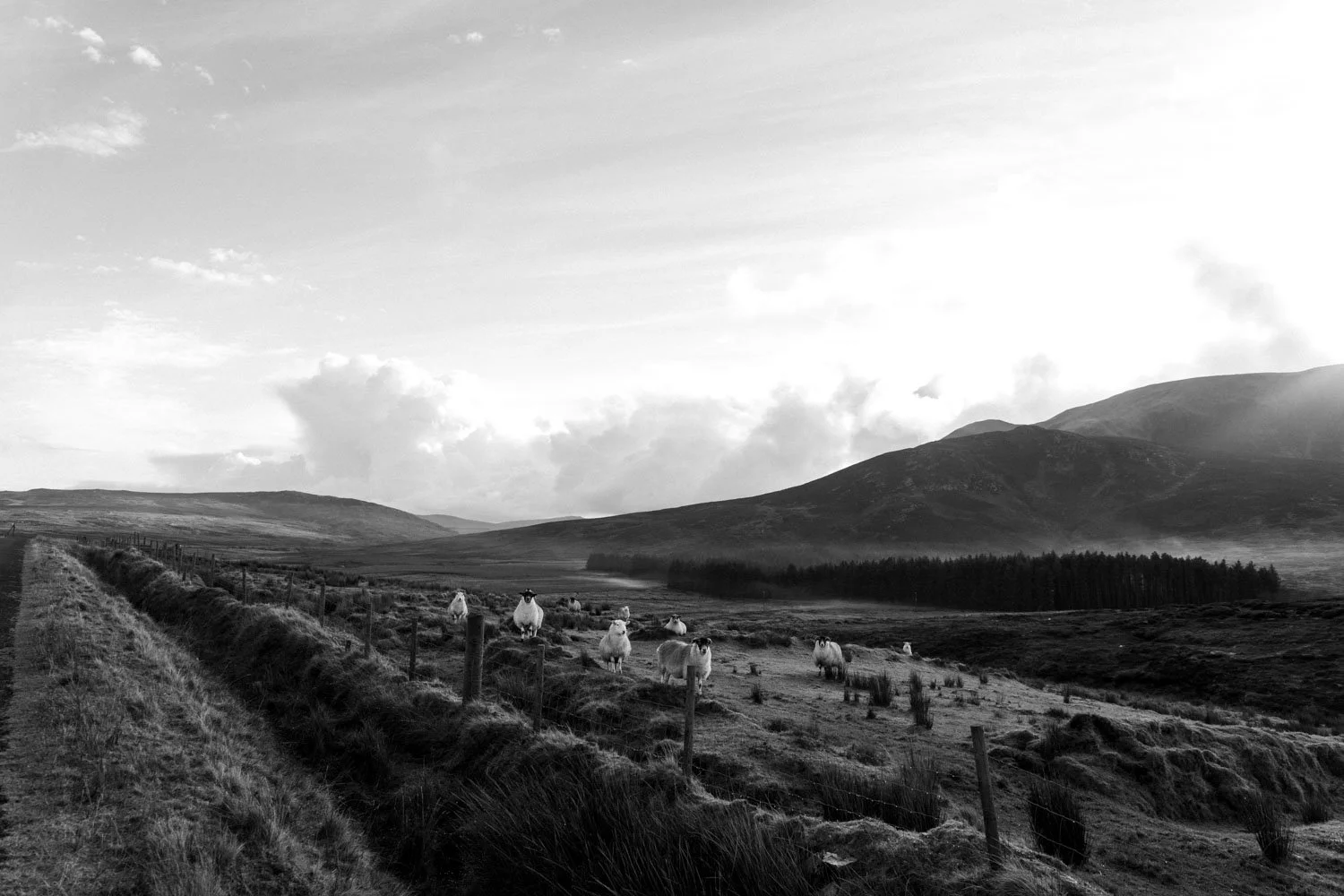 Paysage rural avec des moutons dans un champs entouré de montagnes et de nuages dans le ciel en noir et blanc.