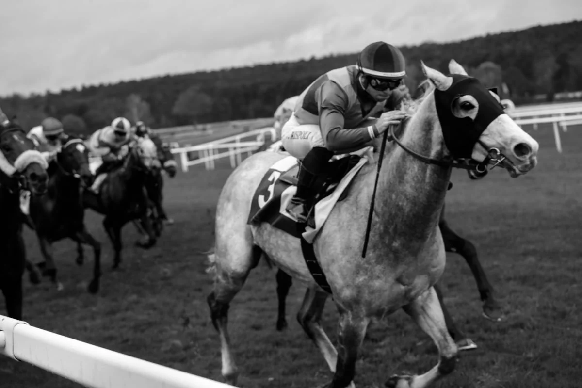 Course de chevaux avec un cheval gris portant un masque noir, avec plusieurs autres chevaux et jockeys en arrière-plan sur une piste de course en plein air.