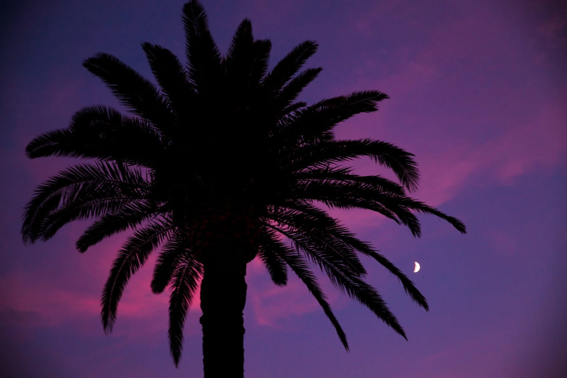 Silhouette d'un palmier devant un ciel violet avec la lune en croissant visible en bas à droite.