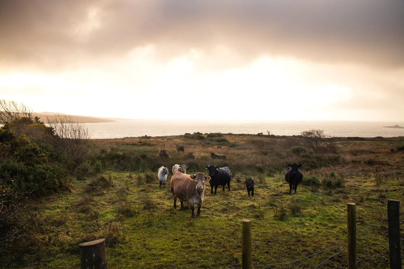 Vaches dans un pré près de la mer sous un ciel nuageux