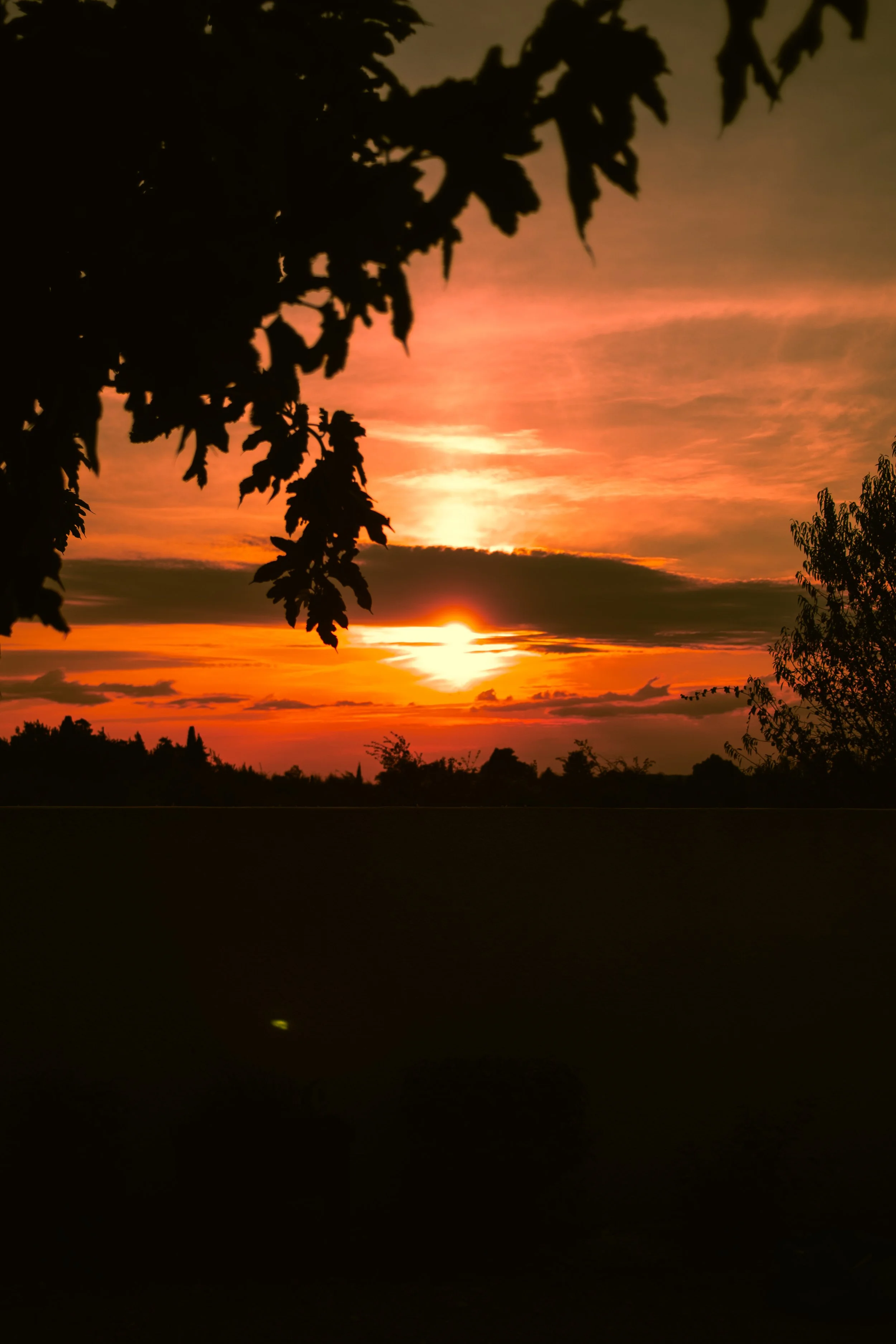 Un coucher de soleil orange et rosé avec des silhouettes d'arbres en premier plan à santorin