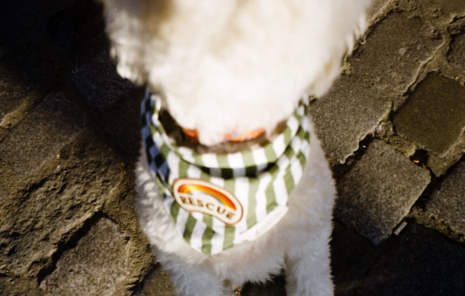 Un chien blanc portant un bandana à carreaux verts, noirs et blancs, avec un badge 'RESCUE', entre des pavés de pierre.