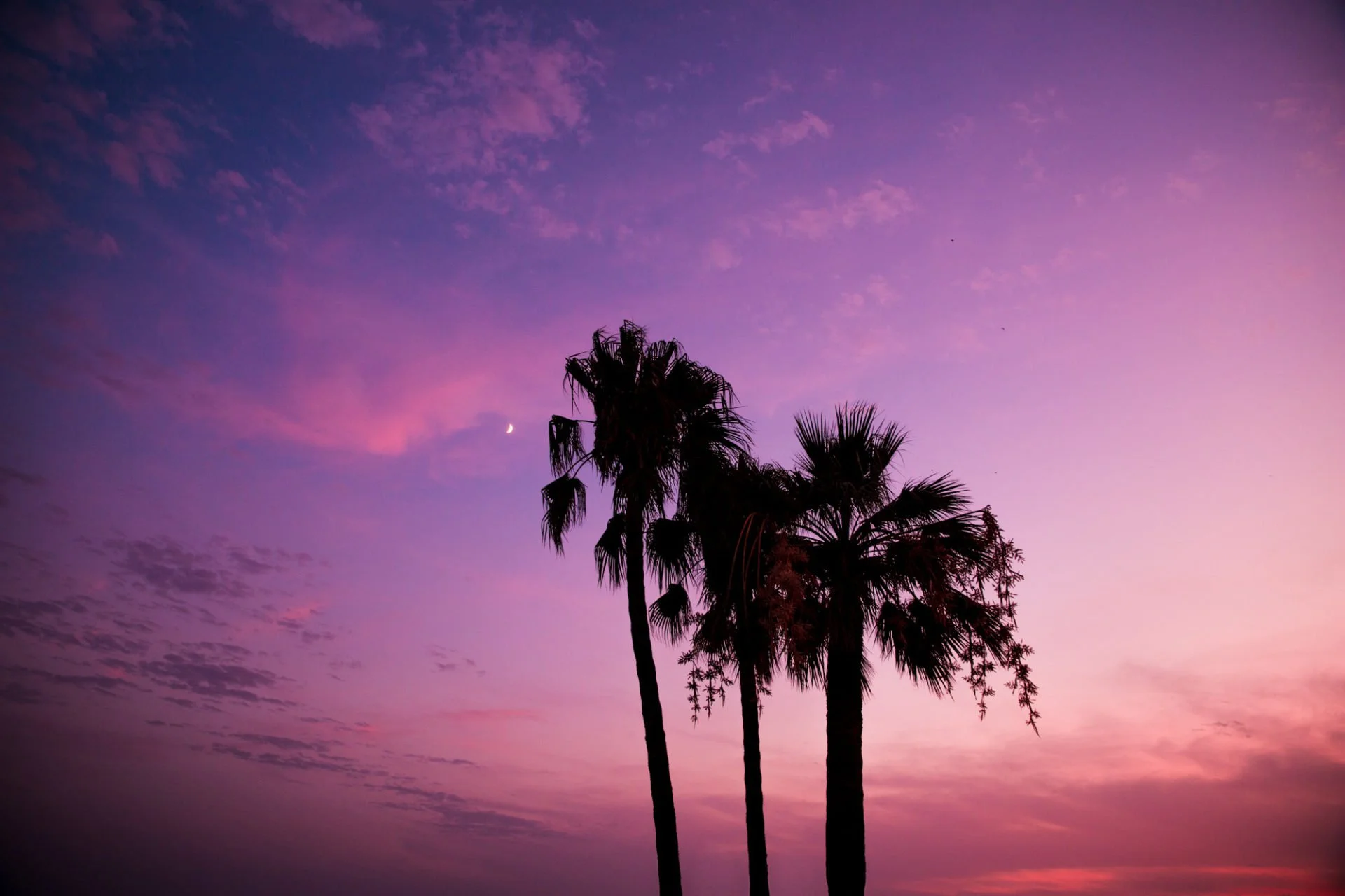 Silhouettes d'arbres de palmier contre un ciel coloré au crépuscule avec des nuages rose, violet et bleu, et une lune visible dans le ciel.