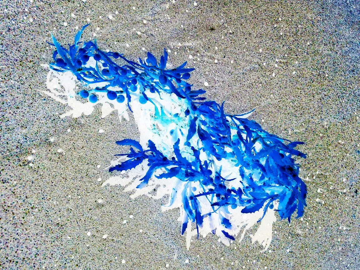 Algue bleue qui se nomme la sargasse prophétique selon l'artiste Louisa Marajo.