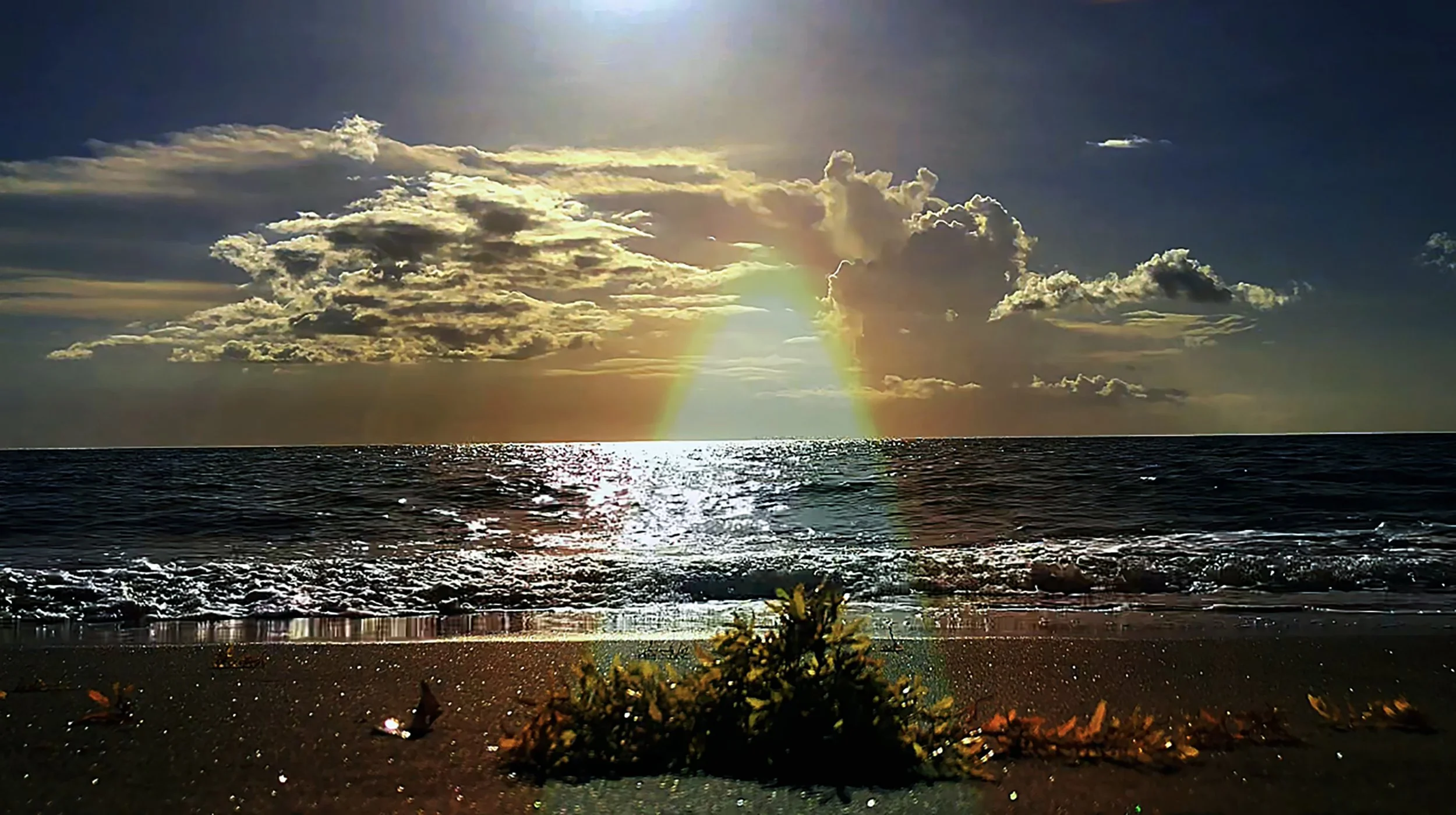 Un coucher de soleil sur la mer avec une sargasse en premier plan.