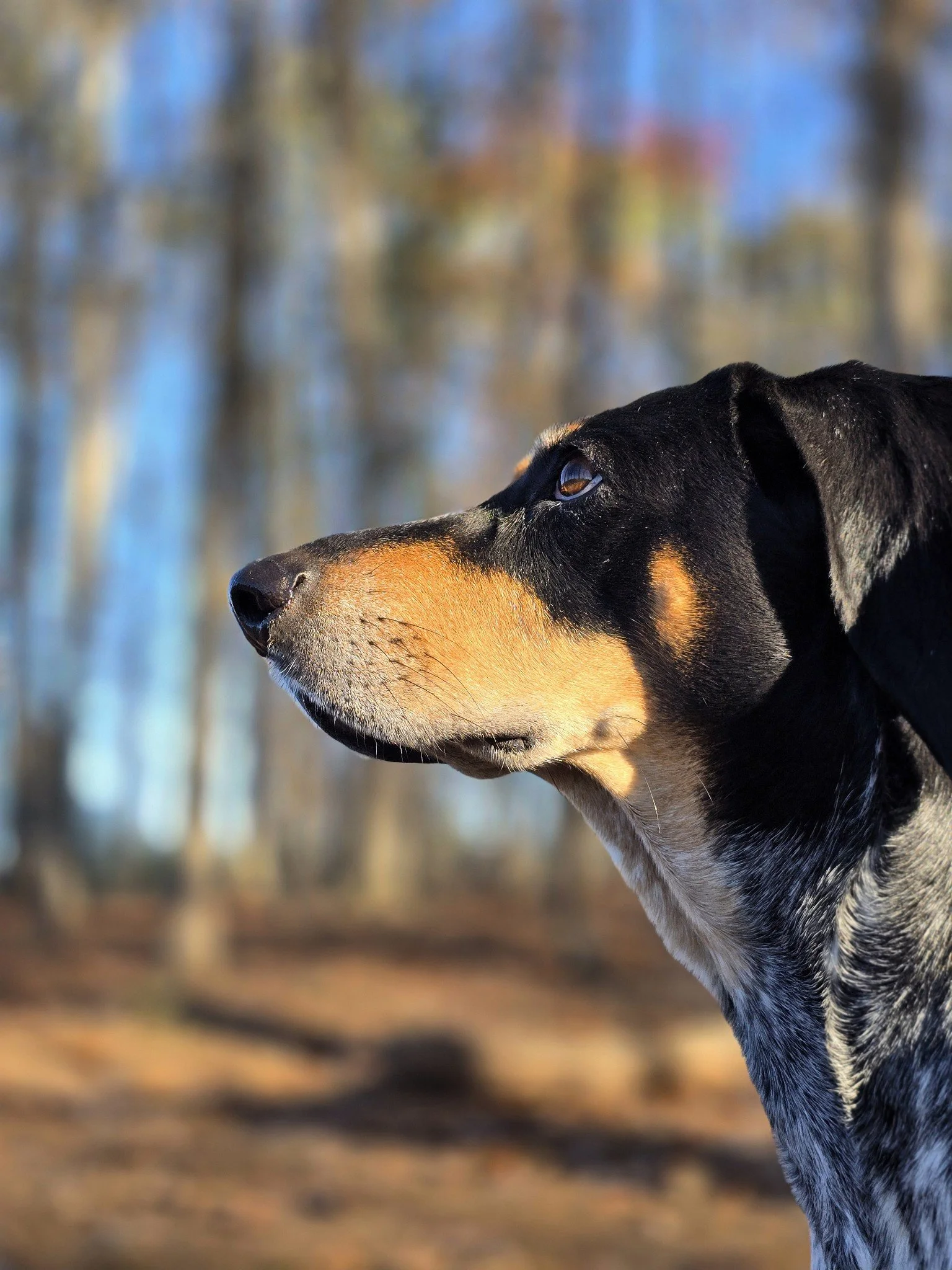 Close-up of a dog with black and tan fur, gazing into the distance, with a blurred background of trees and autumn leaves.