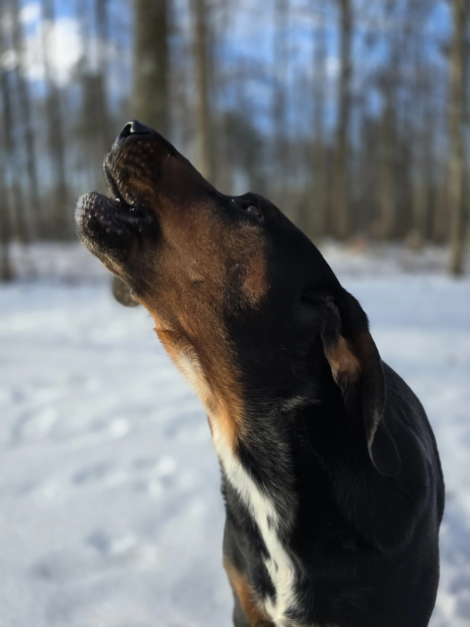 A dog, possibly a Bernese Mountain Dog, scratching its face with its paw in a snowy forest. The background is blurred with trees and snow.
