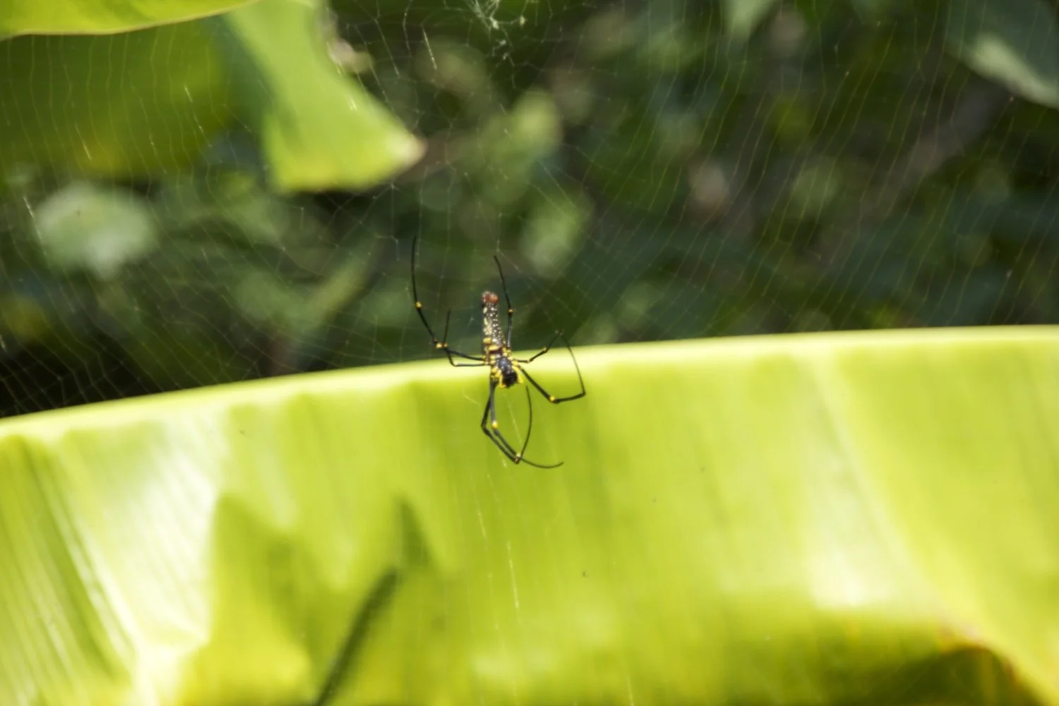 Spider+2.jpg