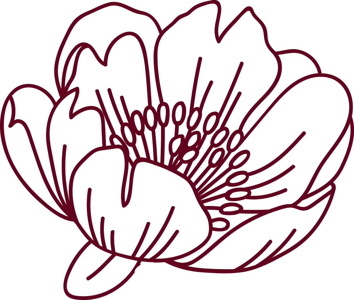 Outline drawing of a flower with large petals and numerous stamens in the center.