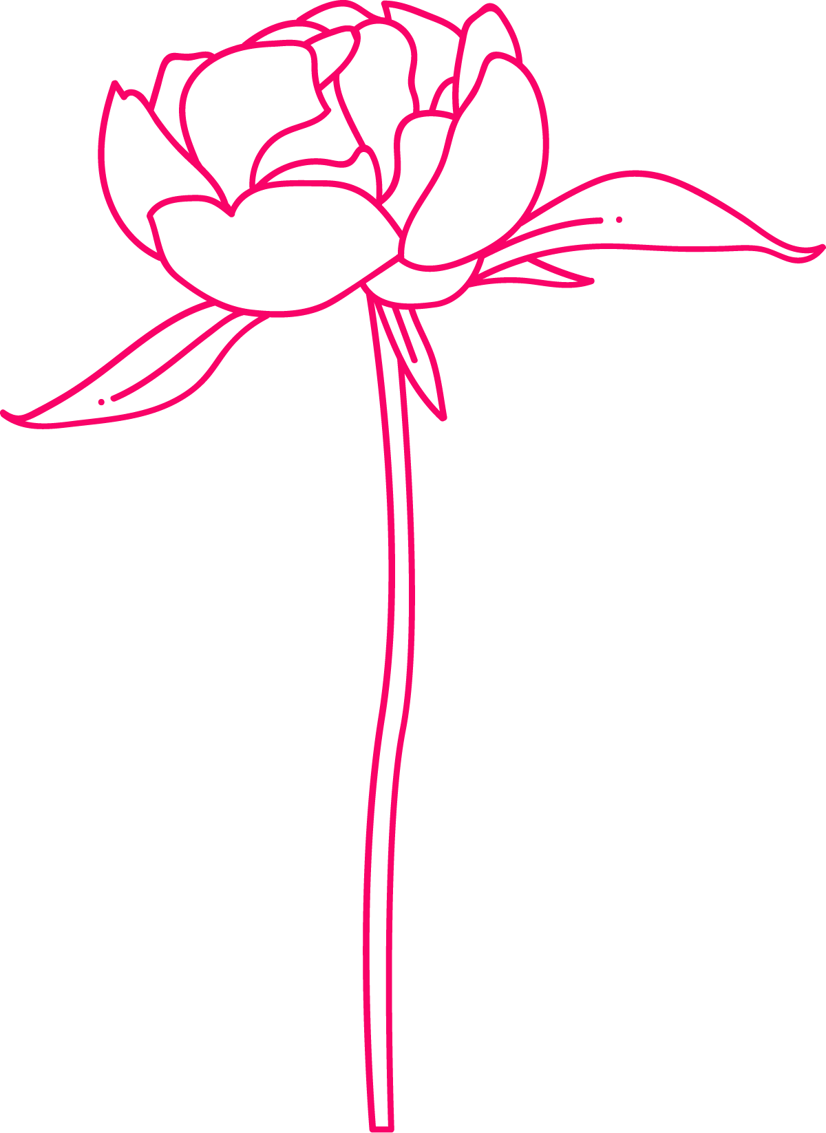 Outline illustration of a pink flower with leaves on a black background.