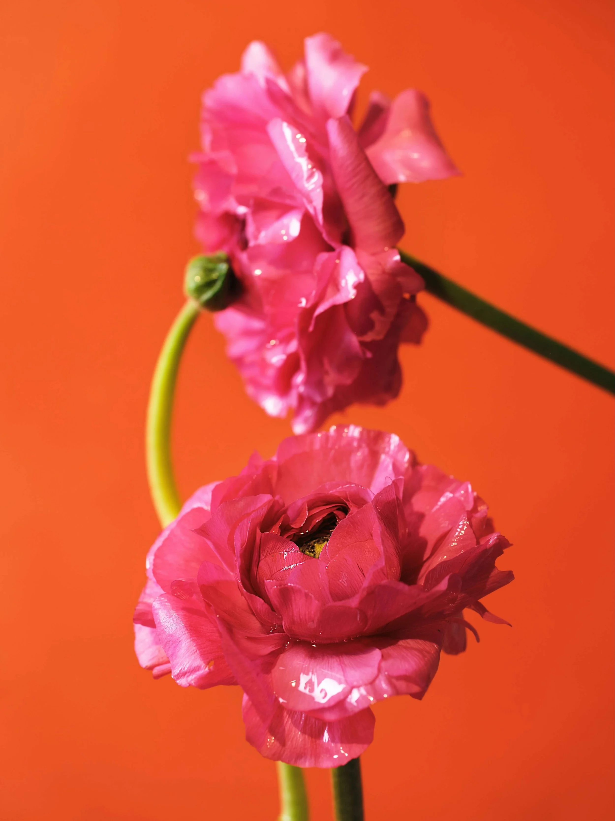 Close-up of a vibrant pink poppy flower with ruffled petals against an orange background.