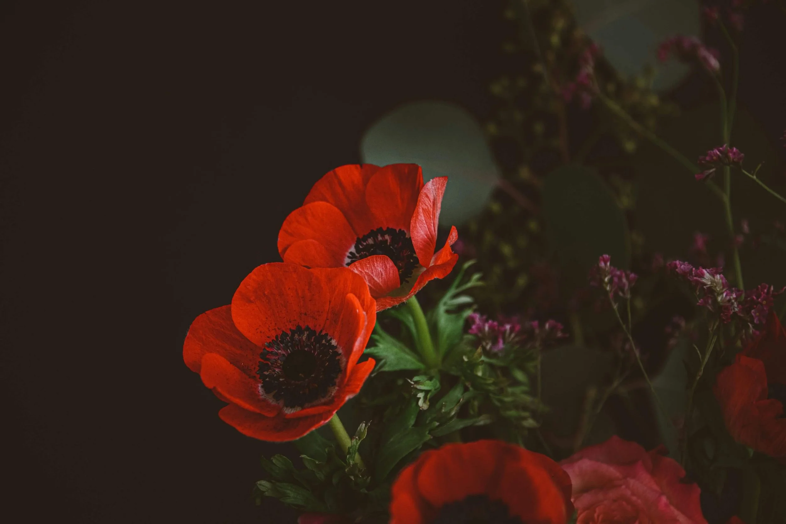 Close-up of bright red poppy flowers with dark centers, surrounded by smaller purple and pink flowers and green foliage, on a dark background.