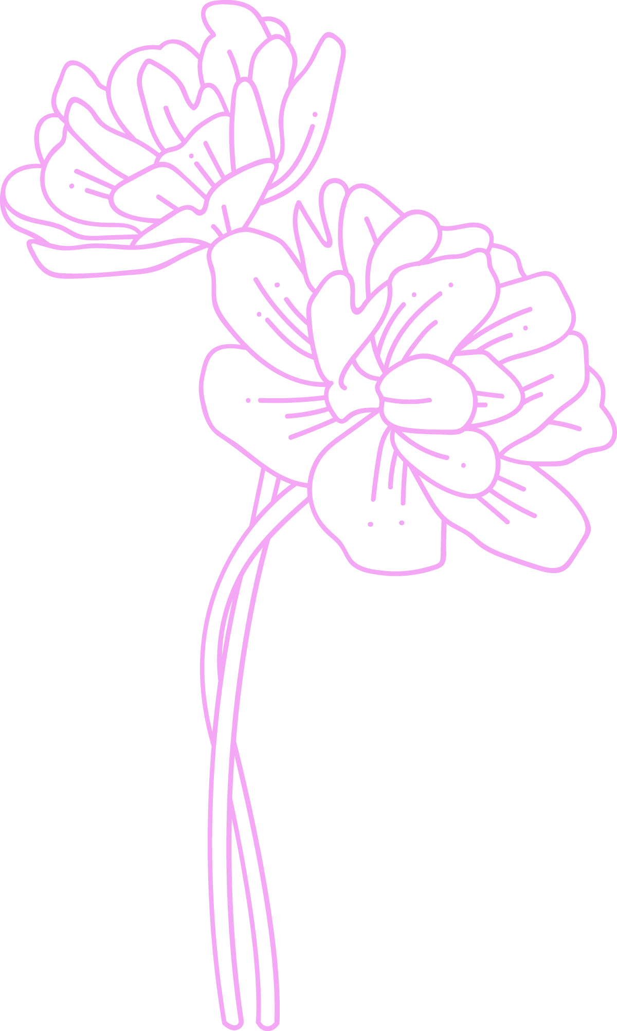 Outline illustration of two purple flowers with long stems on a black background.