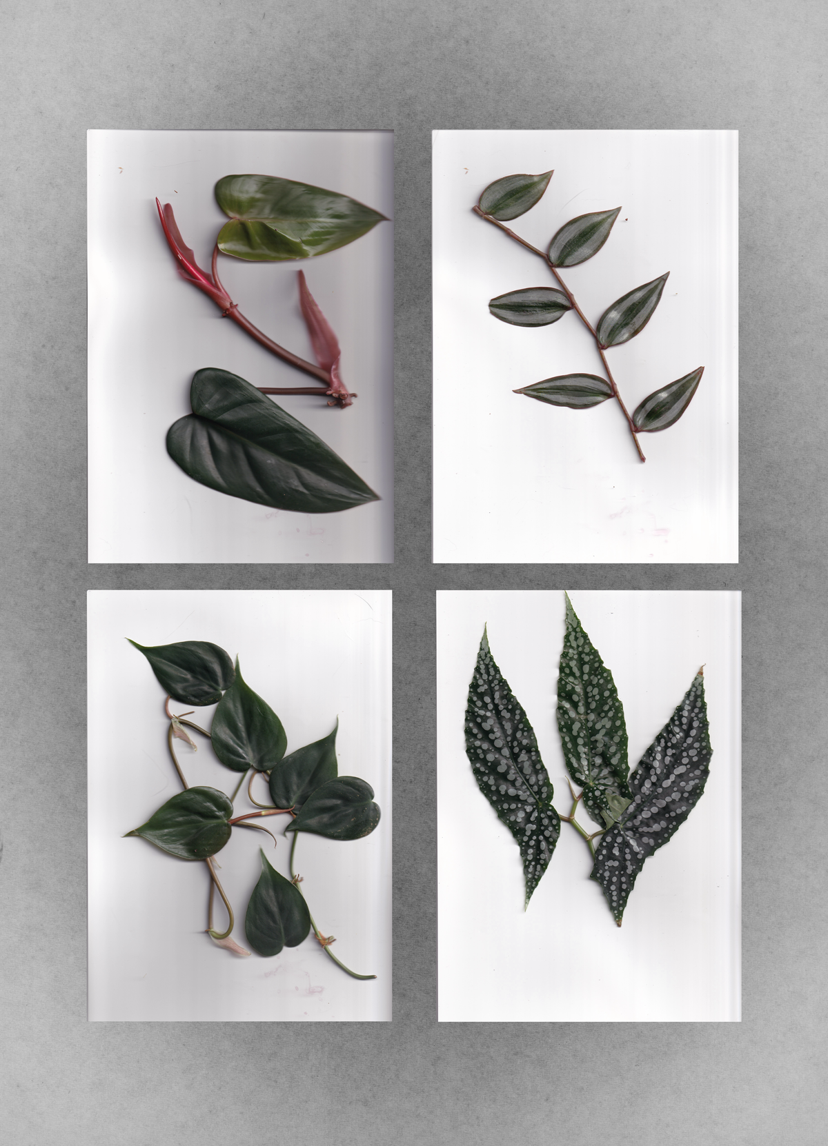 Plant-Scans.png