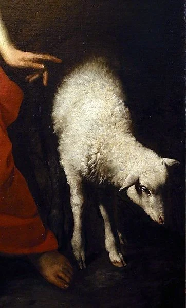 A white dog with curly fur standing on dark flooring, with part of a person's hand and foot visible nearby.