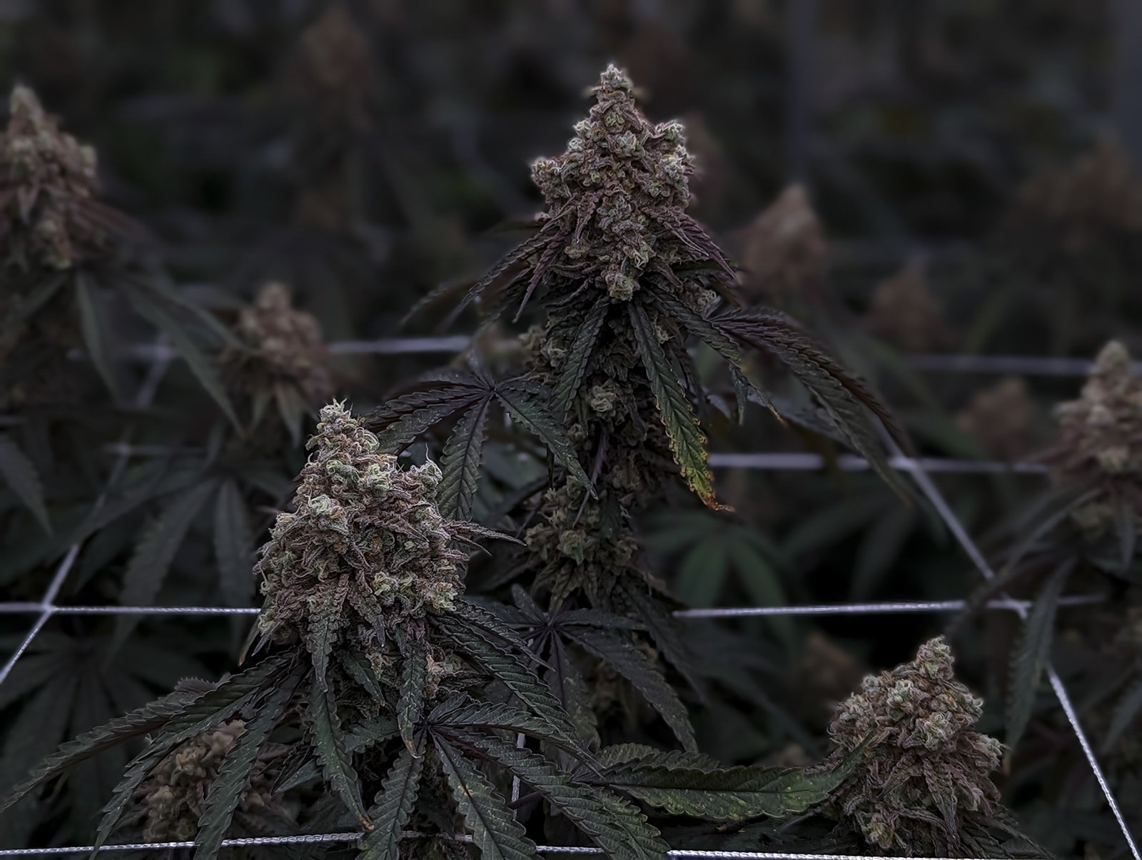 Midwest-Cannabis-Photography-Julie-Mikos-Michigan-60.jpg