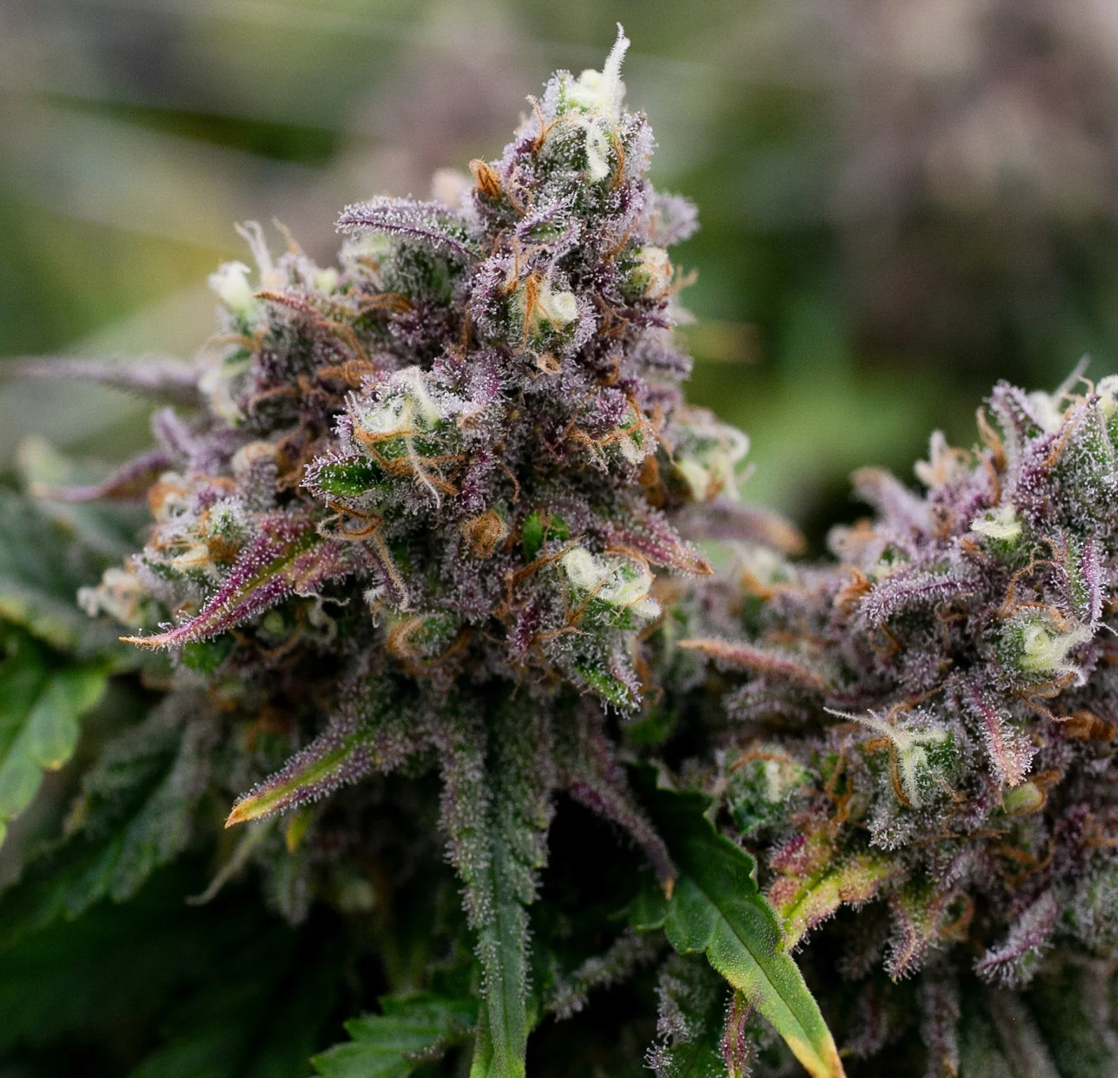 Fine-Art-Cannabis-Photography-Julie-Mikos-West-Michigan-9.jpg